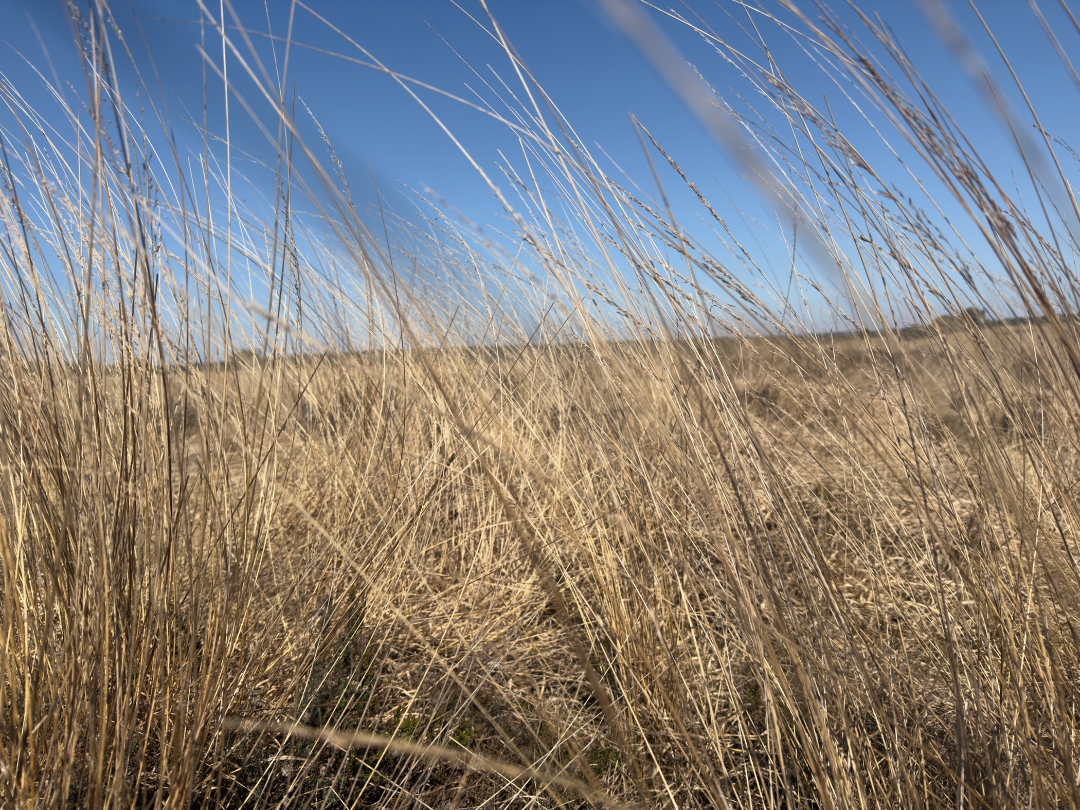 Close-up of wind-blown dry heathland grasses against a blue sky