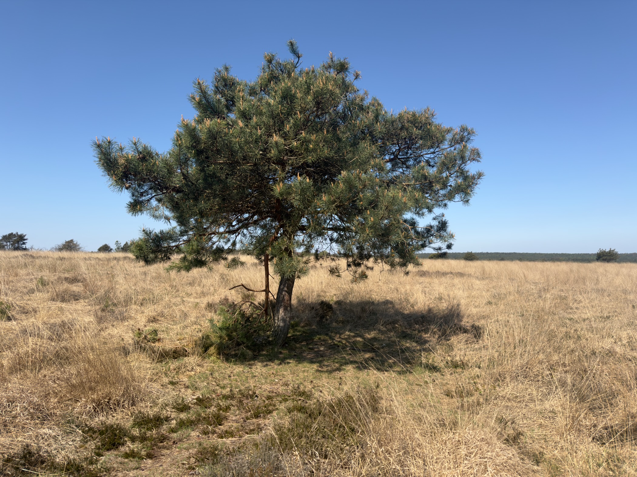 Solitary round-crowned Scots pine standing on a dry grass heath