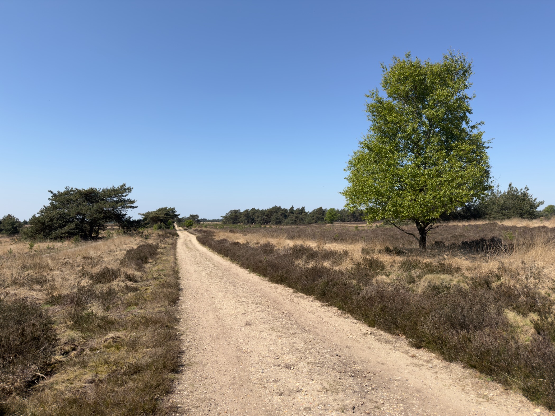 Sandy heath path passing a small bright-green birch tree in full leaf