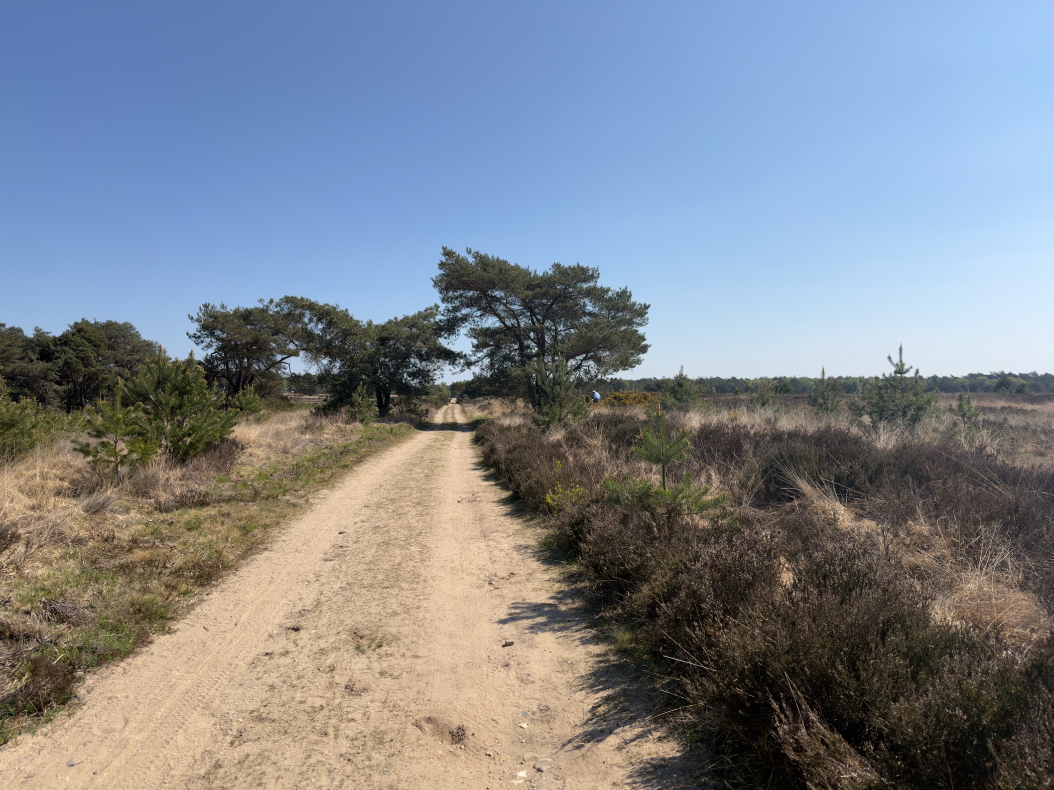 Sandy path curving past a pair of pines on open heathland