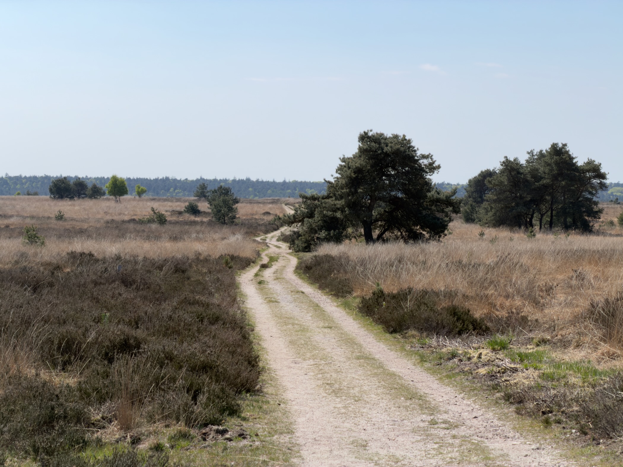 Sandy double track winding across heath past a lone bushy pine