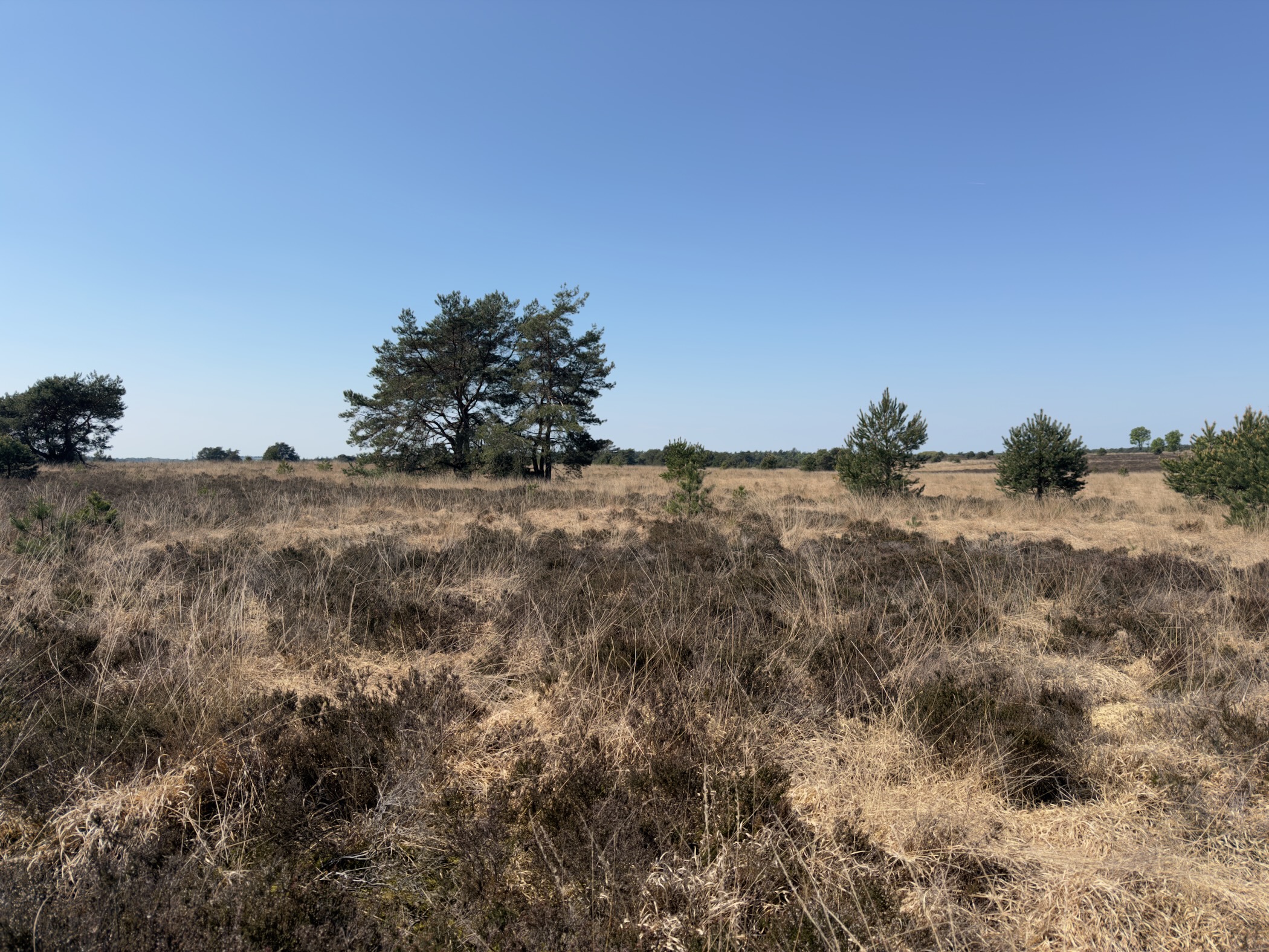 Open heath with a pair of pines on a low rise under a clear sky