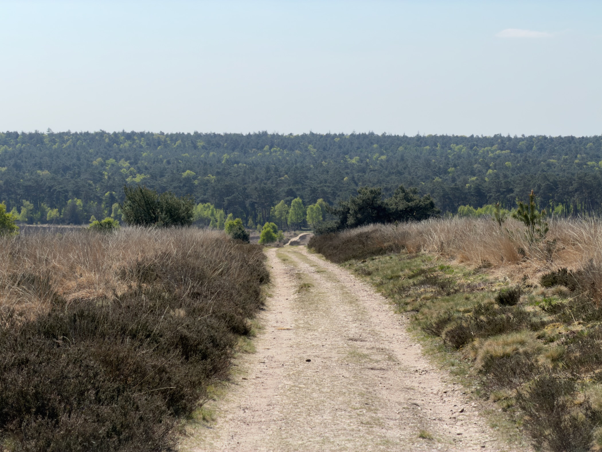 Sandy track descending from heath toward a dark forest in the distance
