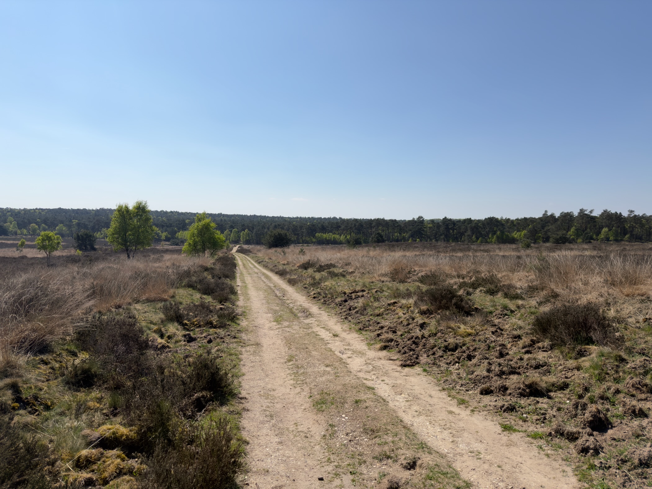 Sandy track crossing heather and grass toward distant woodland