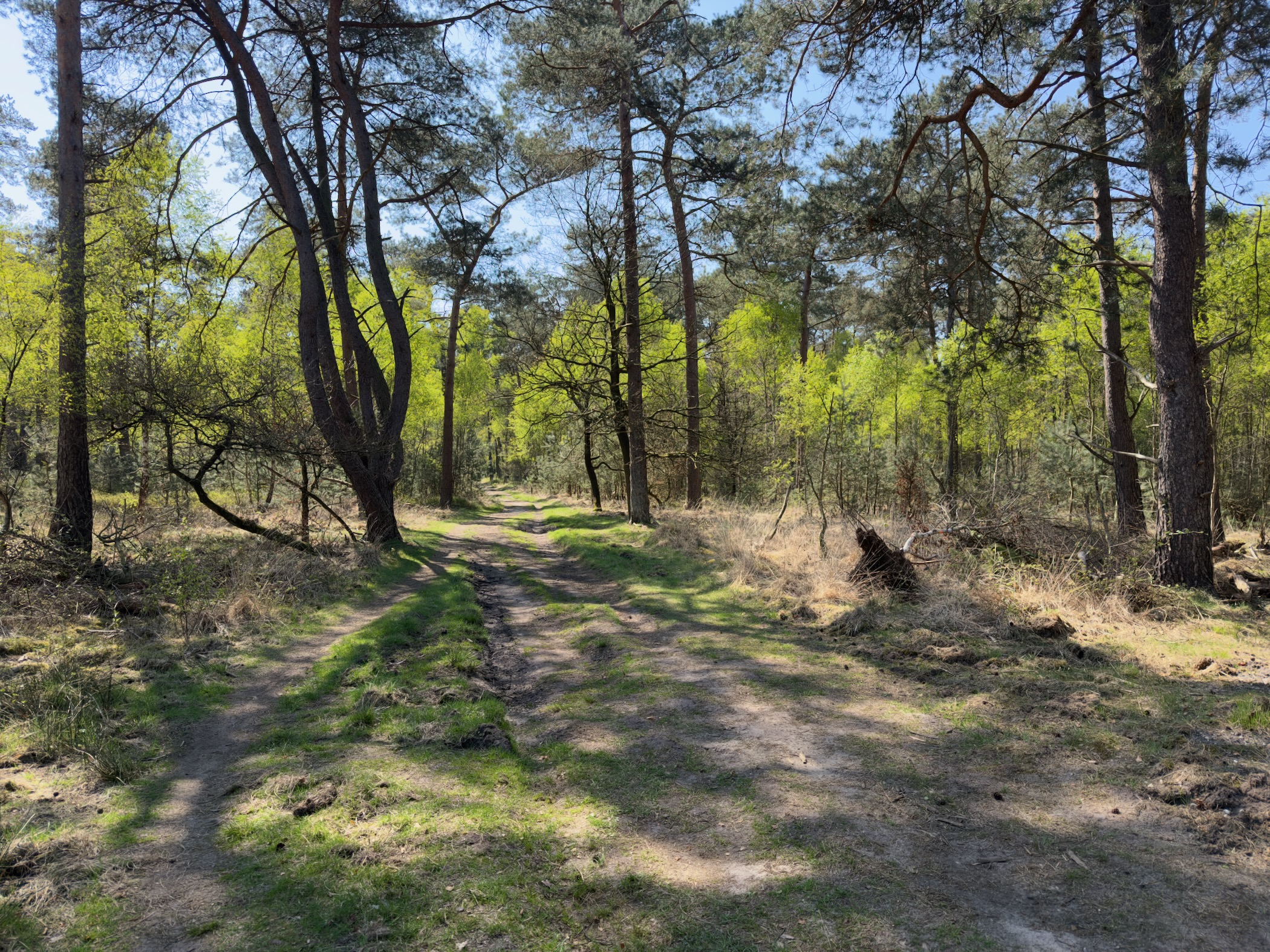 Sun-dappled forest trail beneath tall pines and young deciduous trees