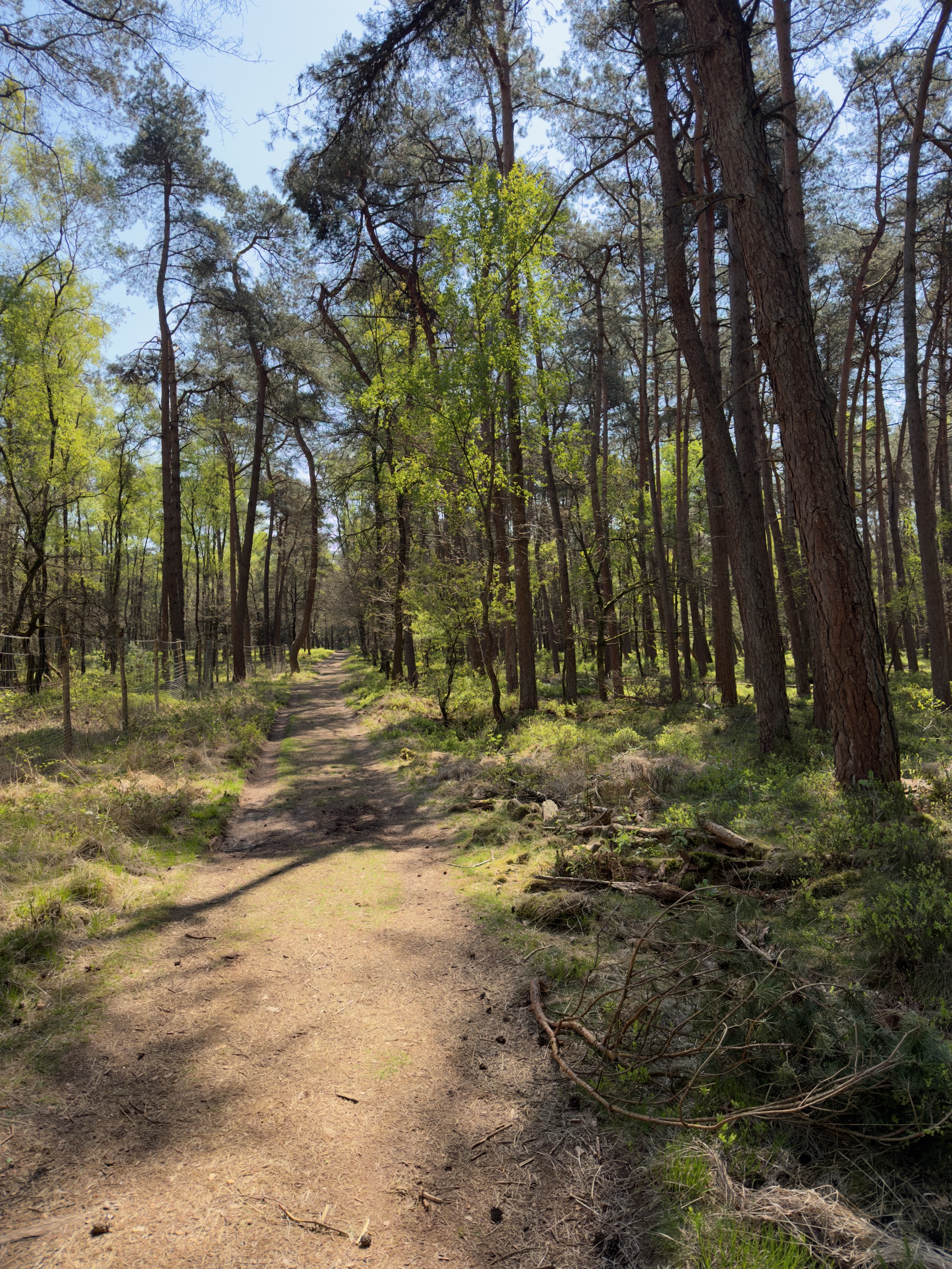 Tall pine forest with a sandy path lit by shafts of sunlight