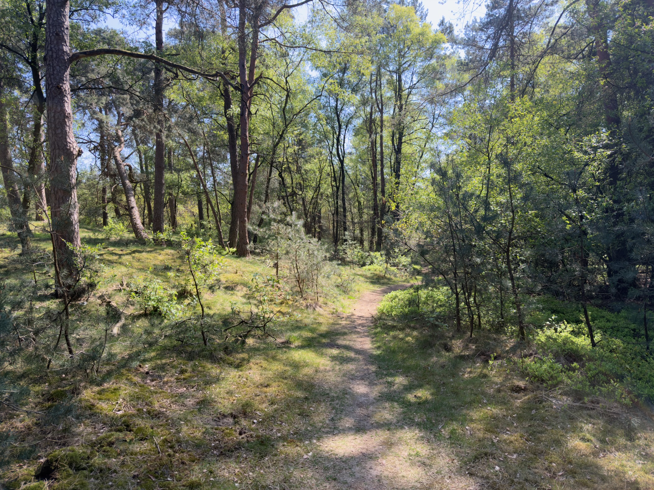 Narrow forest path through a mix of pines and spring-green understory
