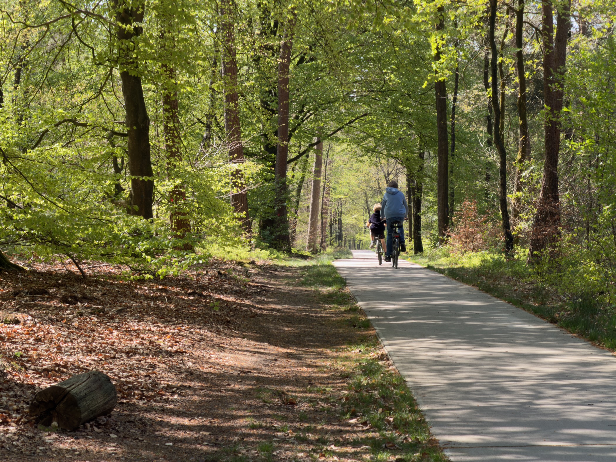 Two cyclists riding away down a paved forest avenue in full spring leaf