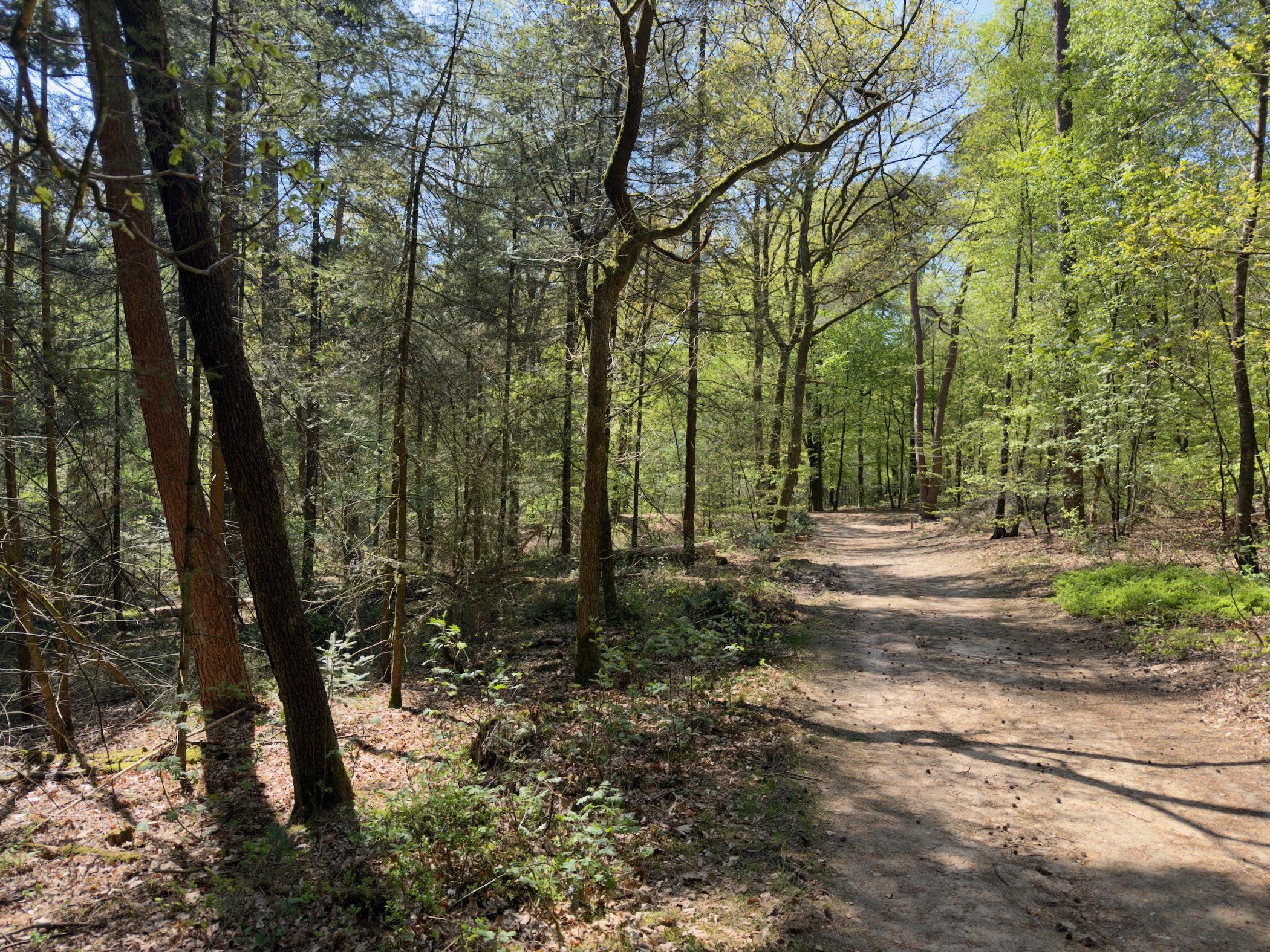 Sandy forest path curving through a sunlit beech and pine wood