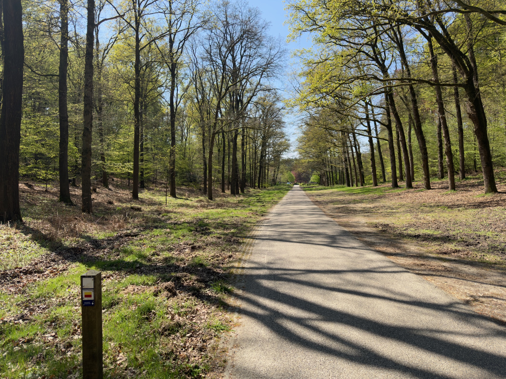 Quiet paved forest lane with a trail marker post under tall beeches