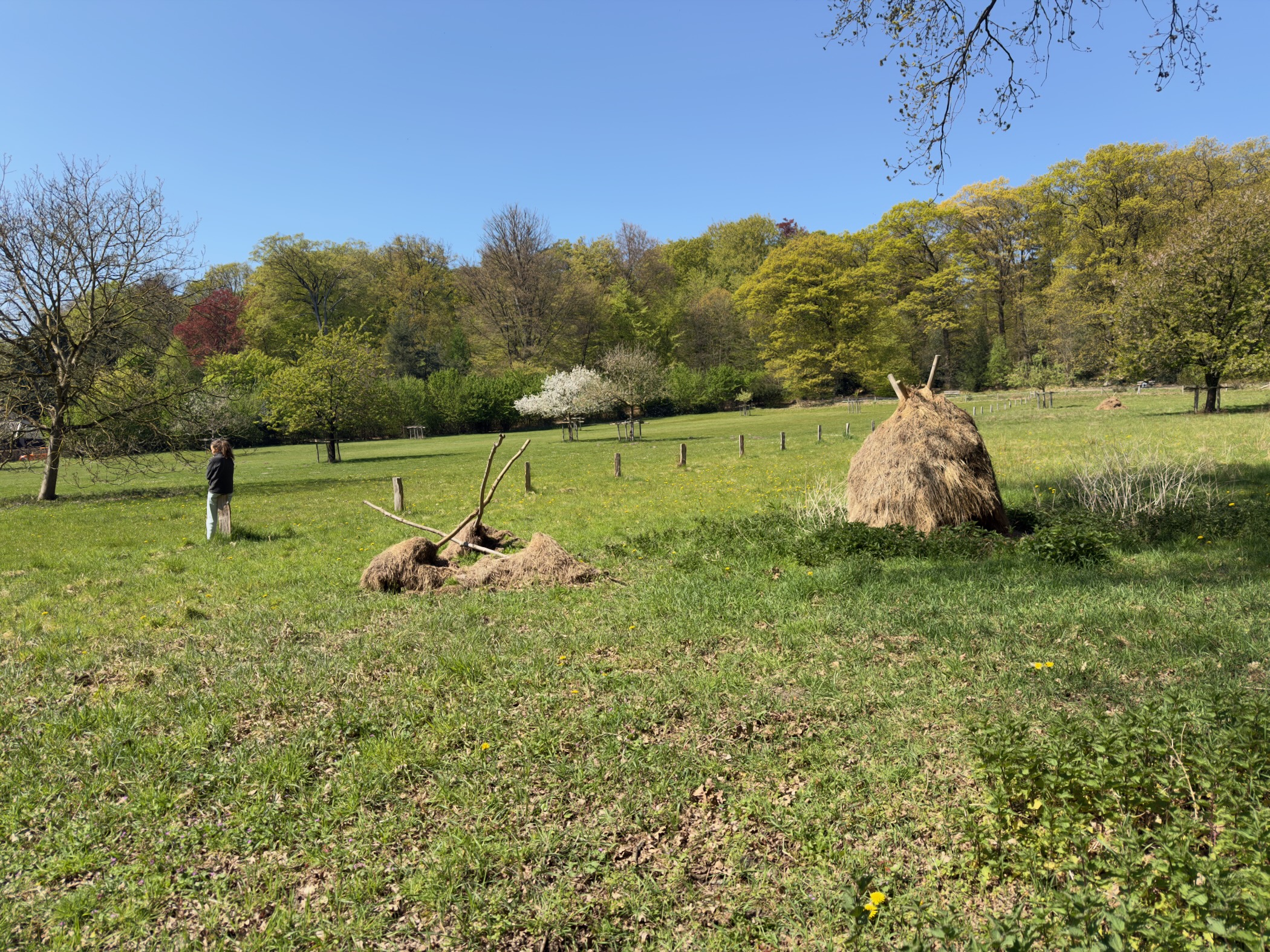 Pasture with a thatched hay rick and young coppiced trees near a country lane