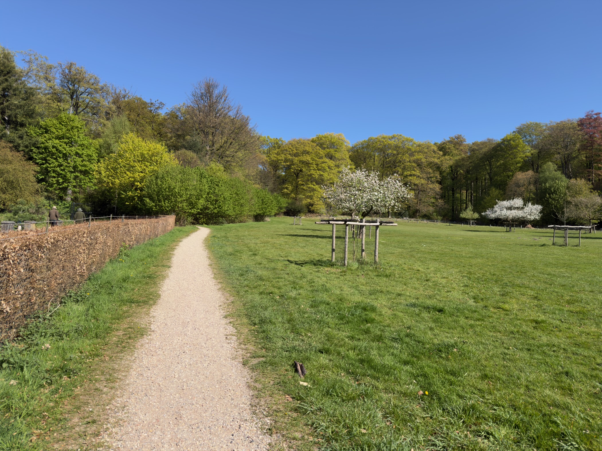Gravel path beside a meadow with a blossoming tree and wooded hills beyond