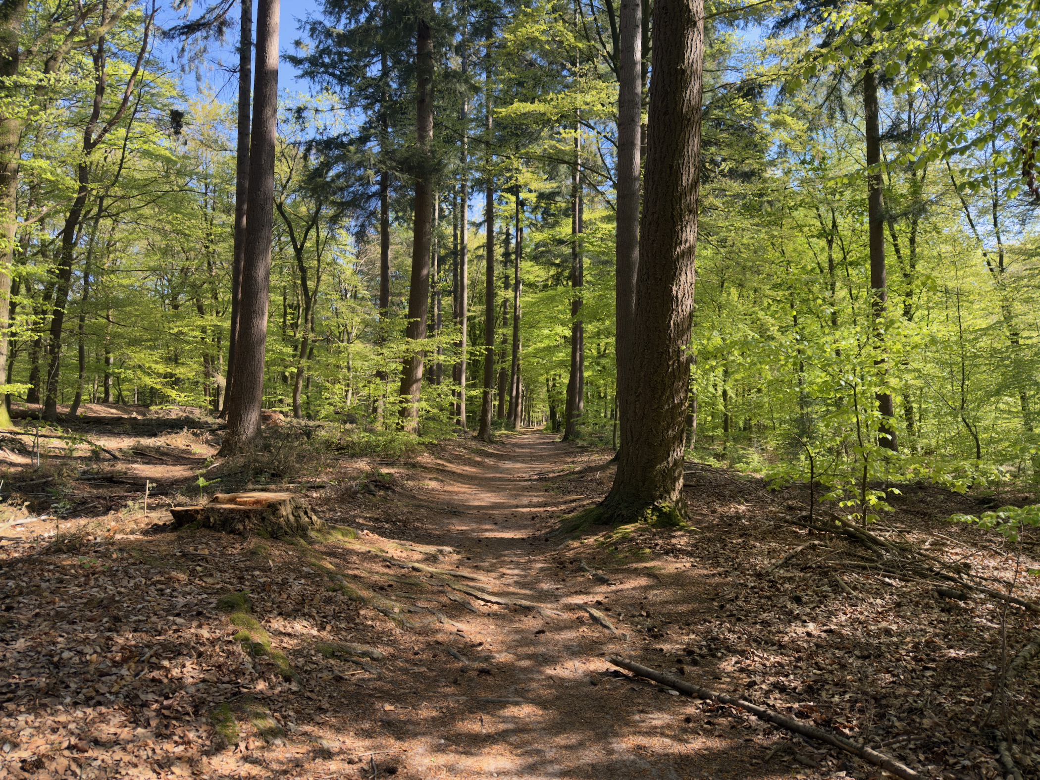 Sunlit forest path winding between beech trees in fresh spring green