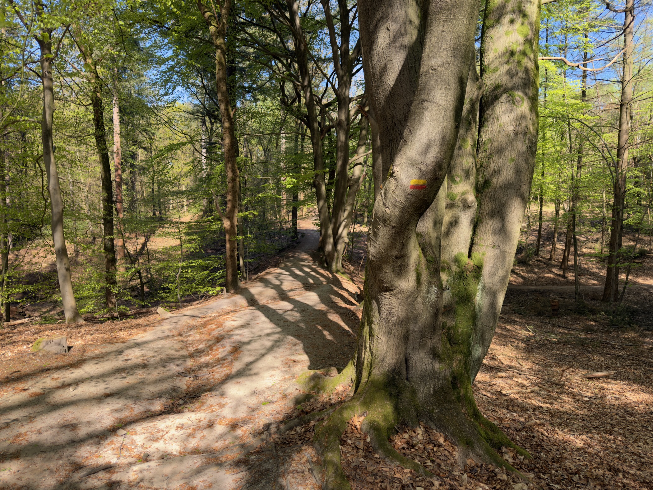 Twisted beech tree marked with an orange trail blaze beside the path