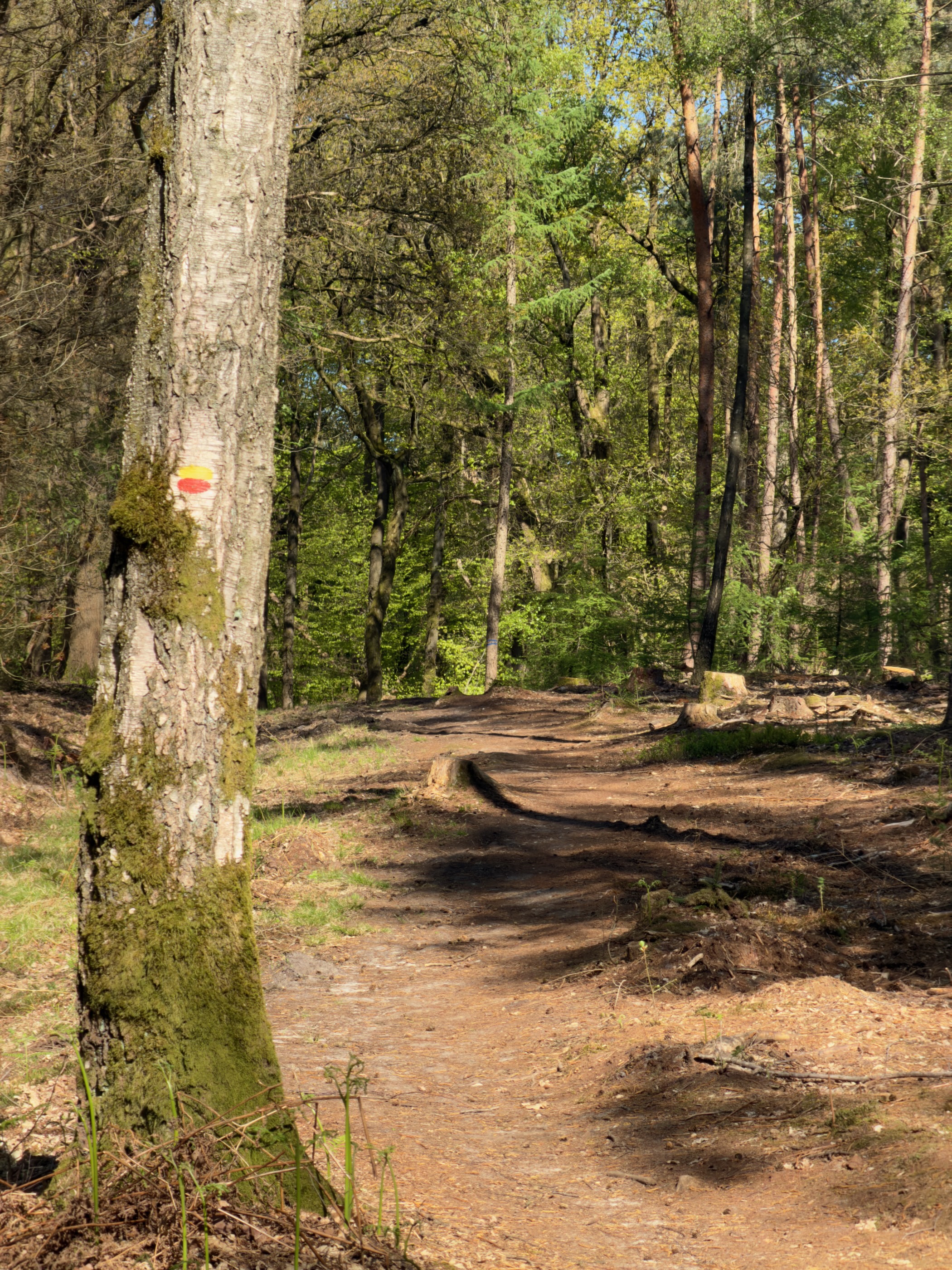 Red and yellow trail marker on a mossy trunk along a forest path