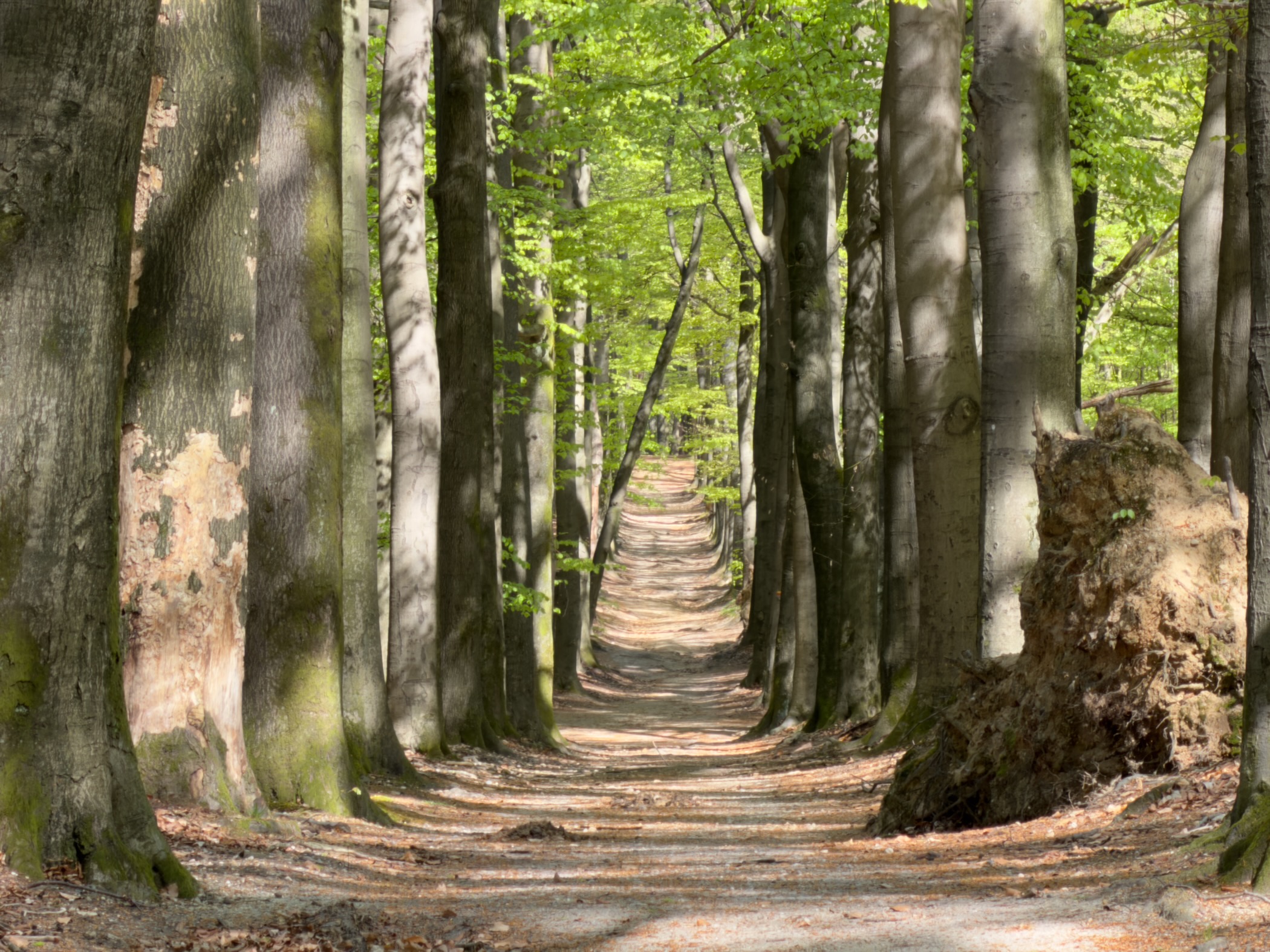 Long straight lane lined with tall beech trees