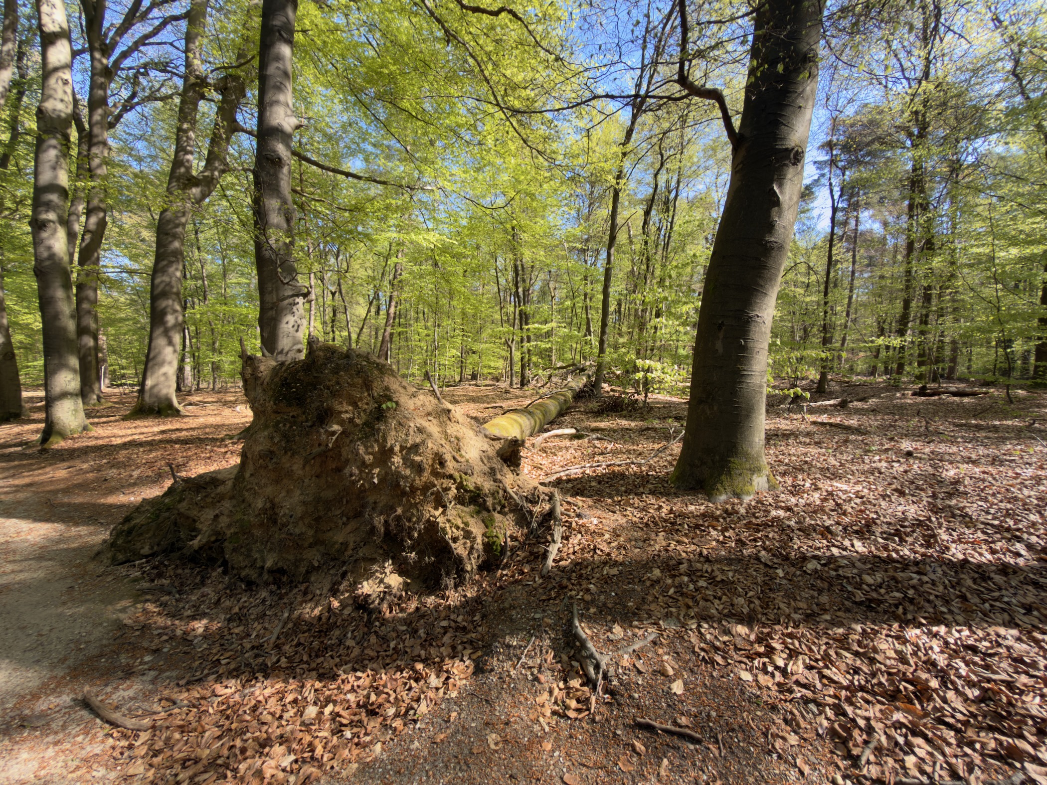 Moss-covered stump on the forest floor among beech trees