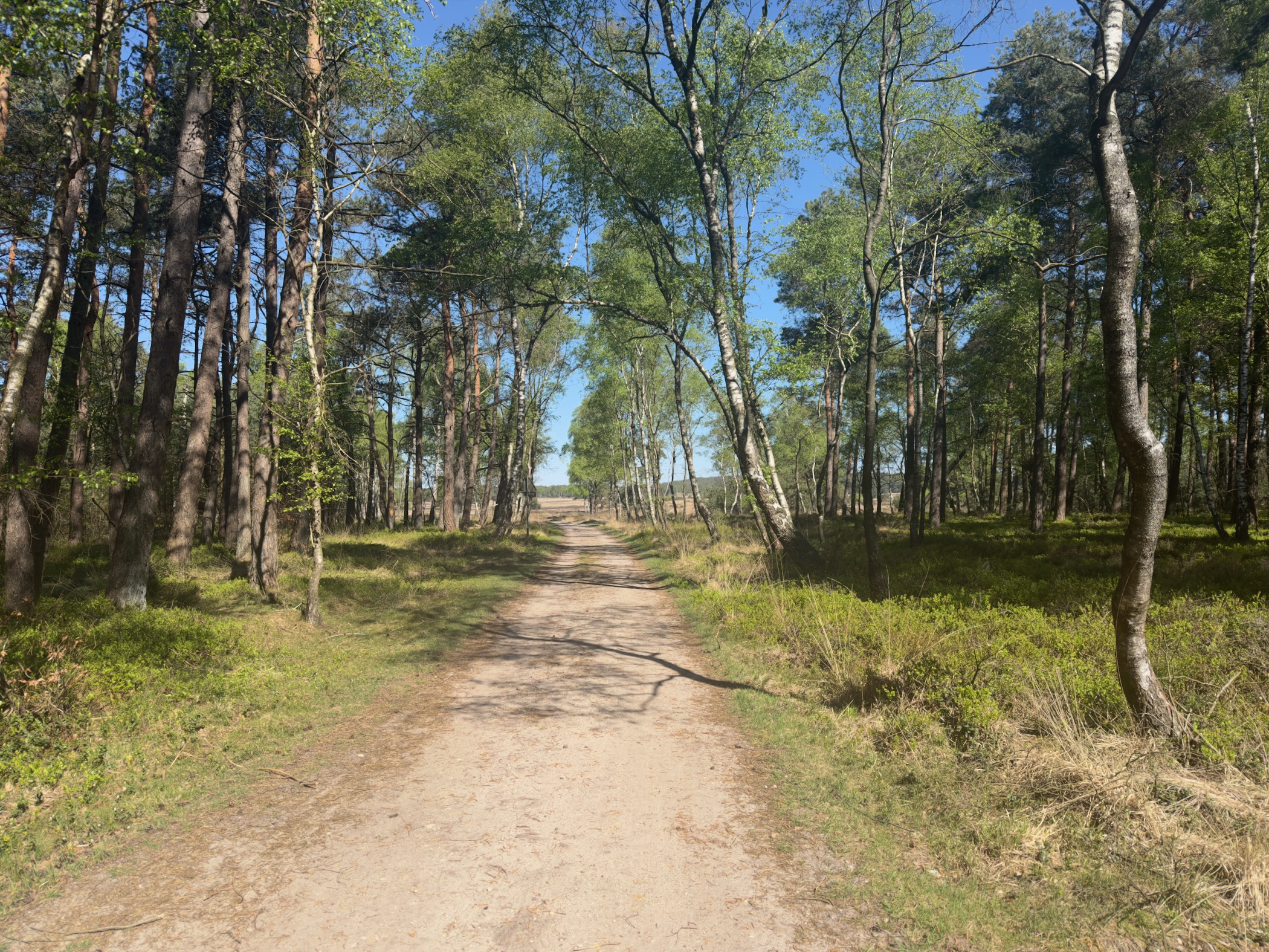 Sandy track running through birch and pine trees under a blue sky
