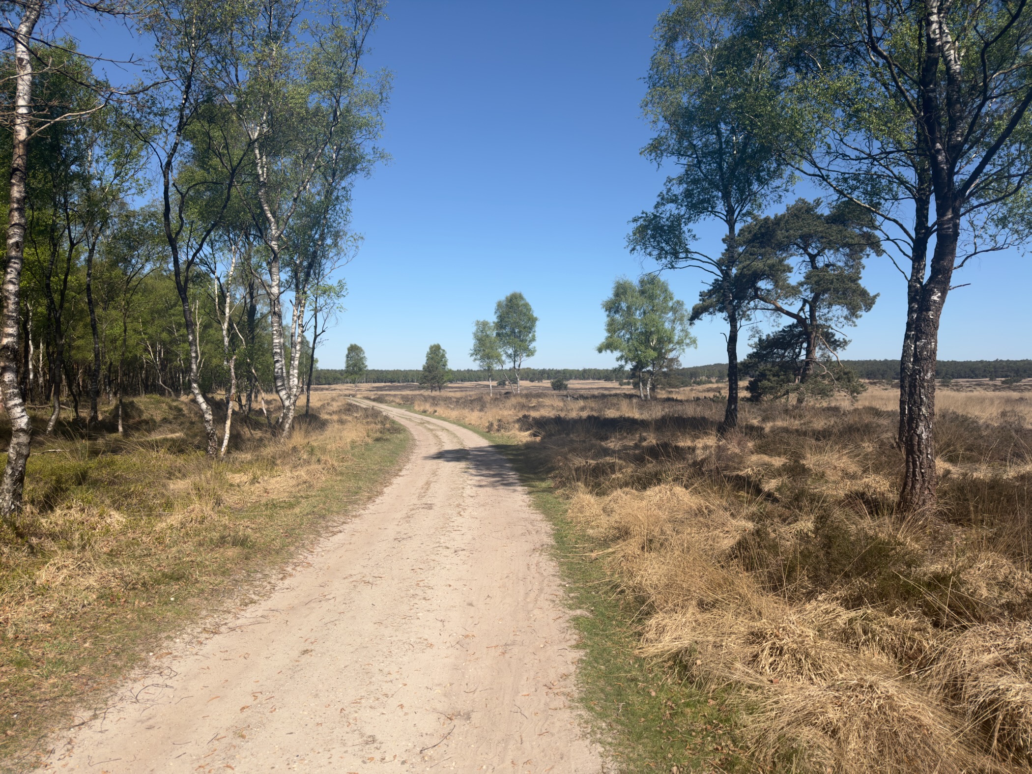 Heathland path winding between birch trees under a clear sky
