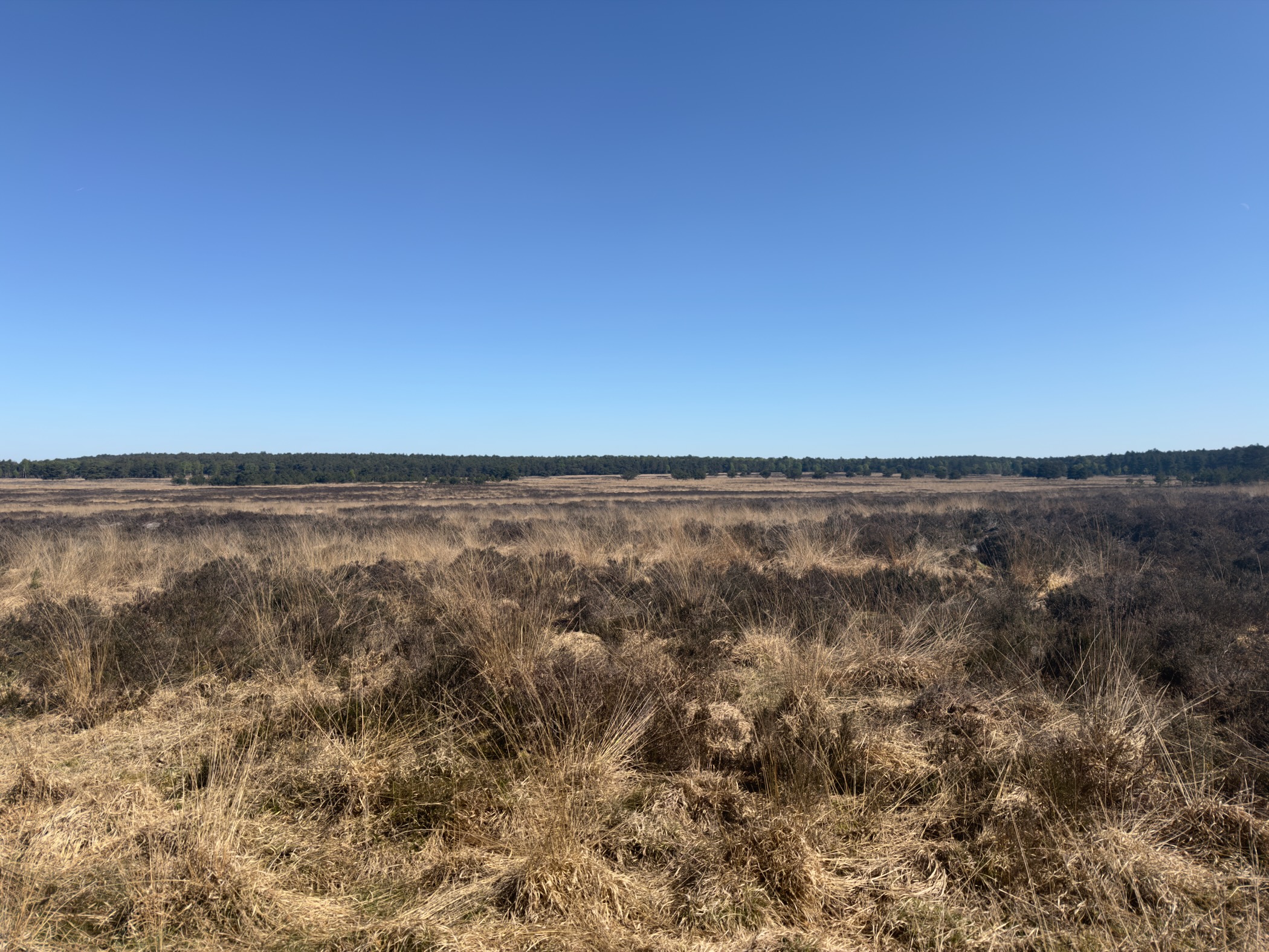 Open heathland with dry golden grasses stretching to the horizon