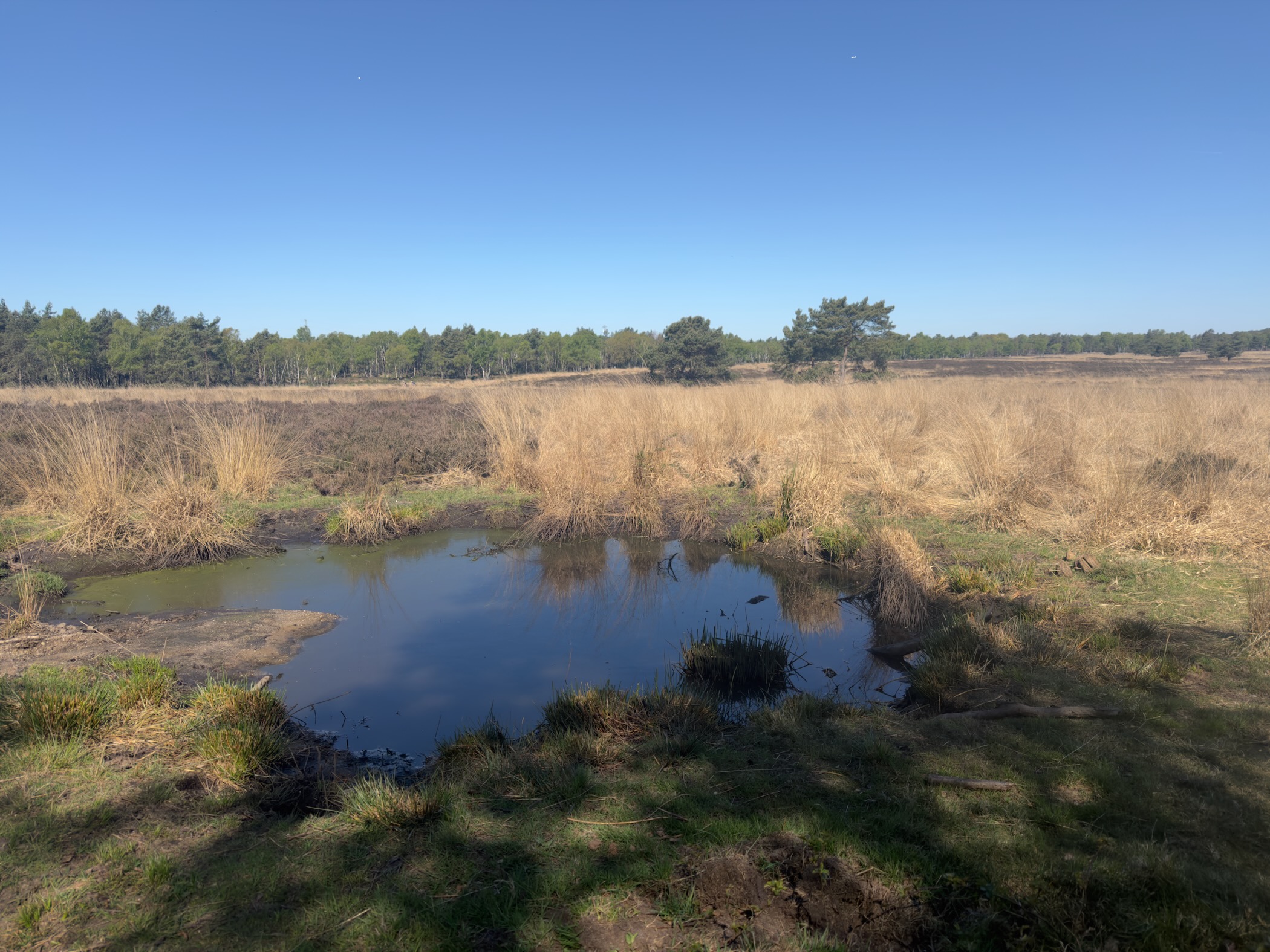 Small shallow pond surrounded by heathland and distant pine woods
