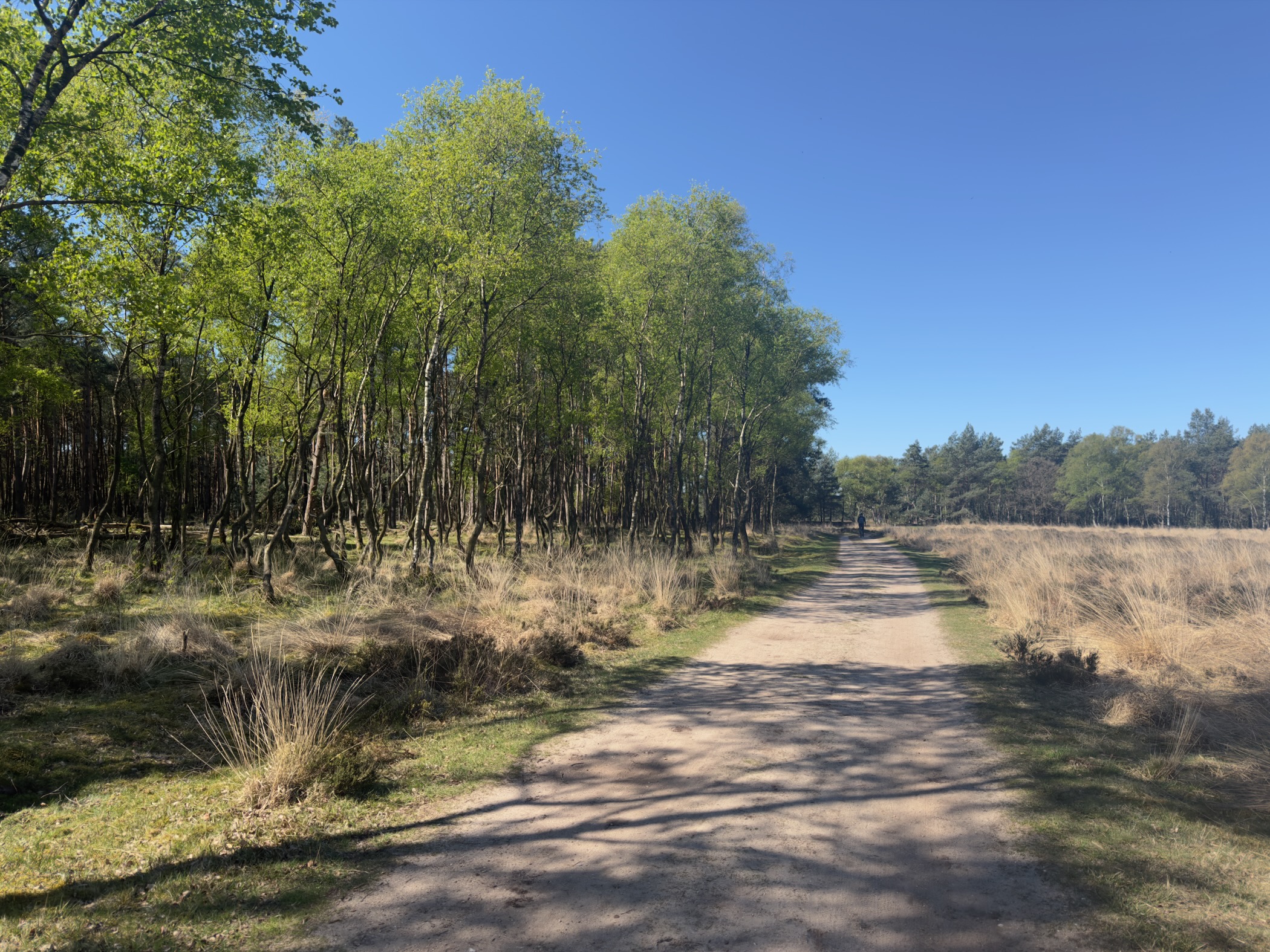Sandy track running alongside a row of slender birches on the heath
