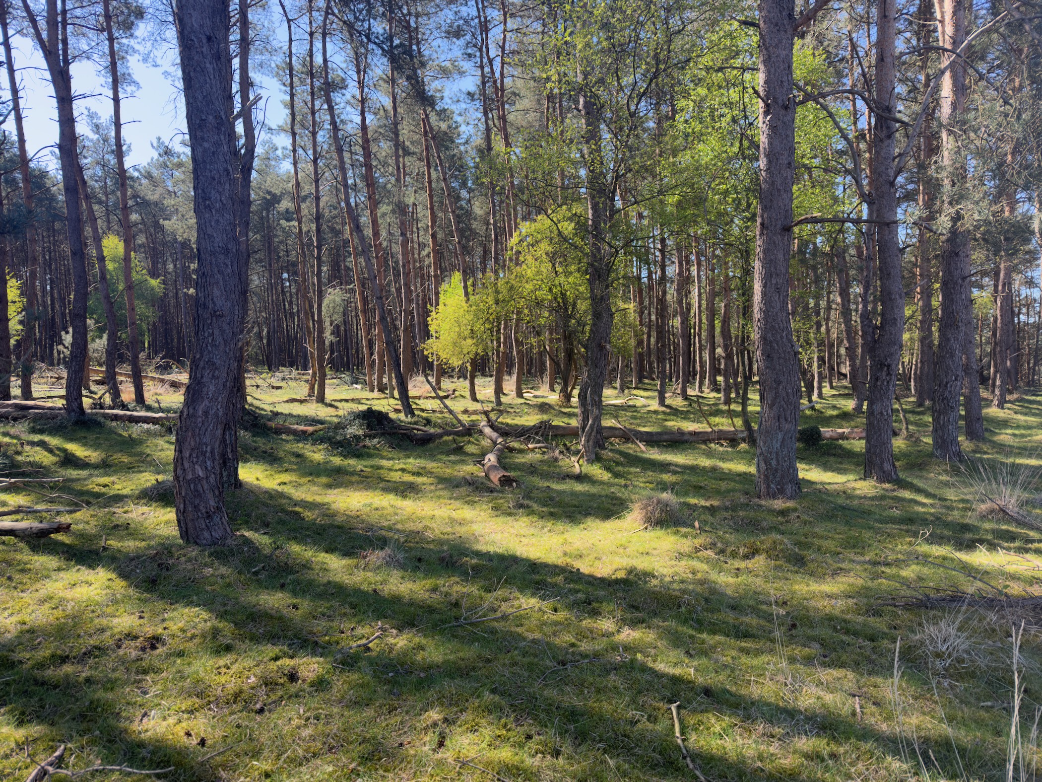 Open pine forest with scattered trunks and a mossy grassy floor