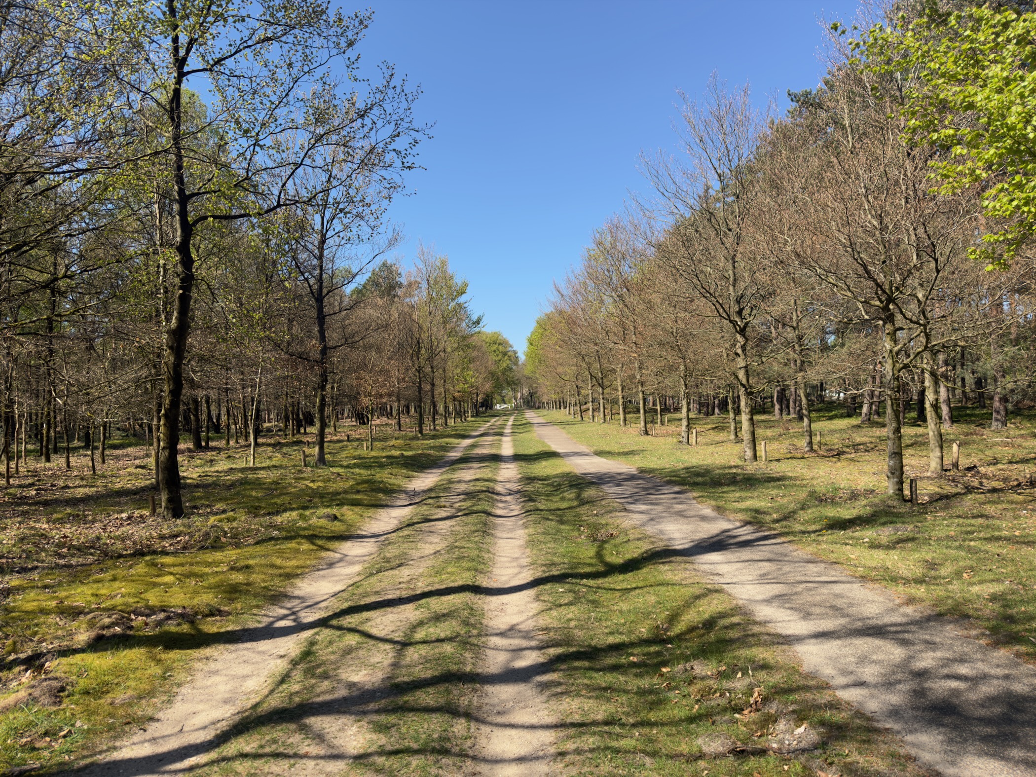 Broad avenue flanked by rows of oak trees just coming into leaf