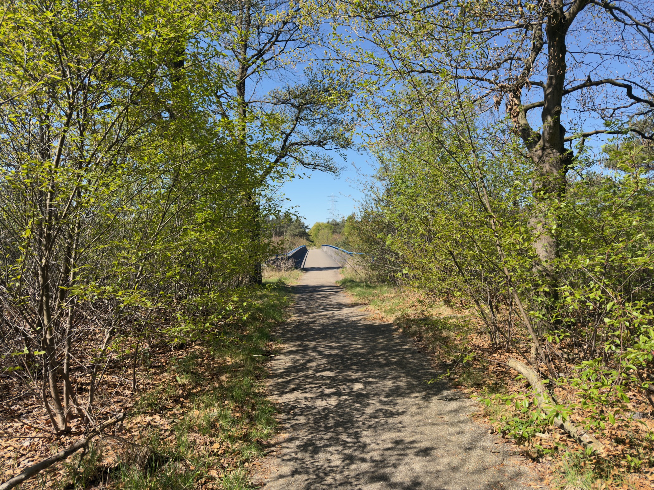 Paved path hemmed in by shrubs leading to a bridge ahead