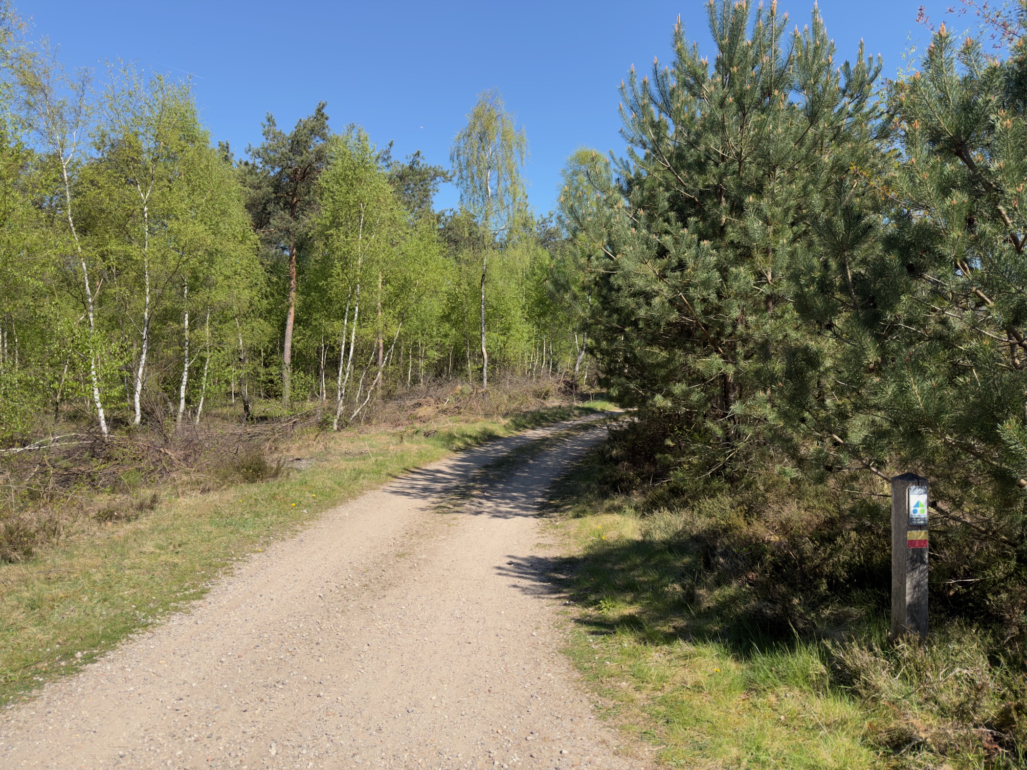 Gravel track between birches and young pines with a trail marker post