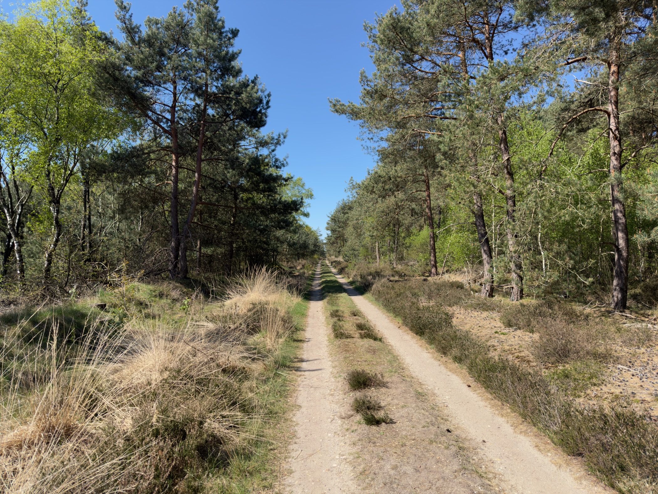 Sandy double-track path through pines and low heather