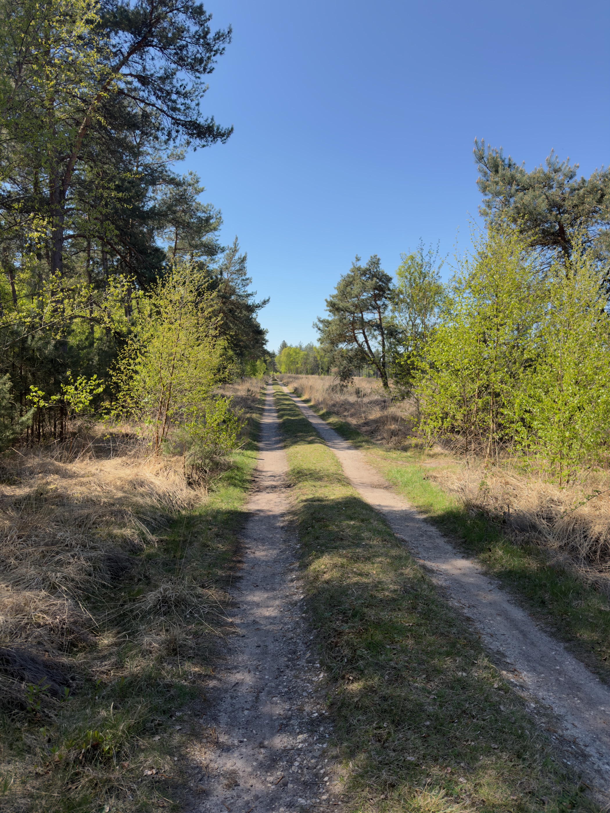Two parallel sandy wheel-tracks leading through an open pine forest