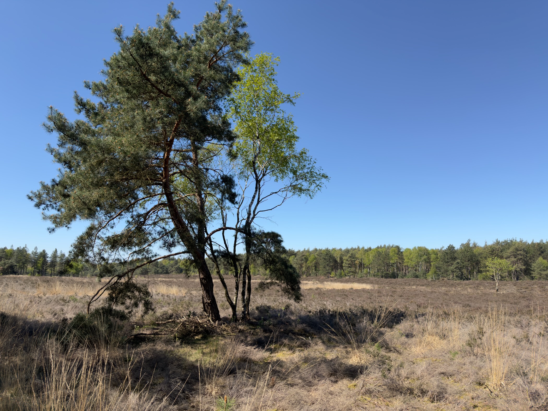 Lone windswept pine tree standing on open heathland