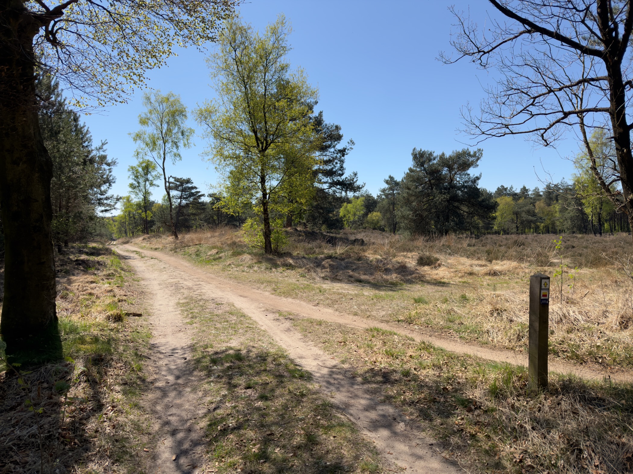 Junction of sandy paths marked by a trail post at the edge of heathland