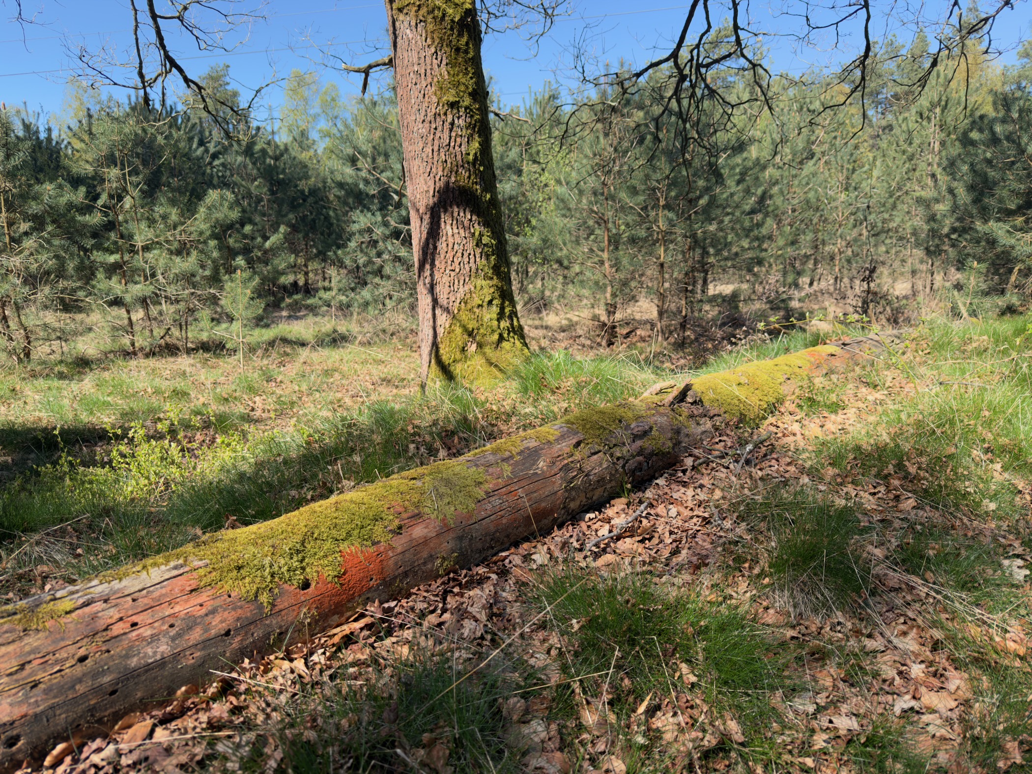 Moss-covered fallen log lying at the foot of a standing oak