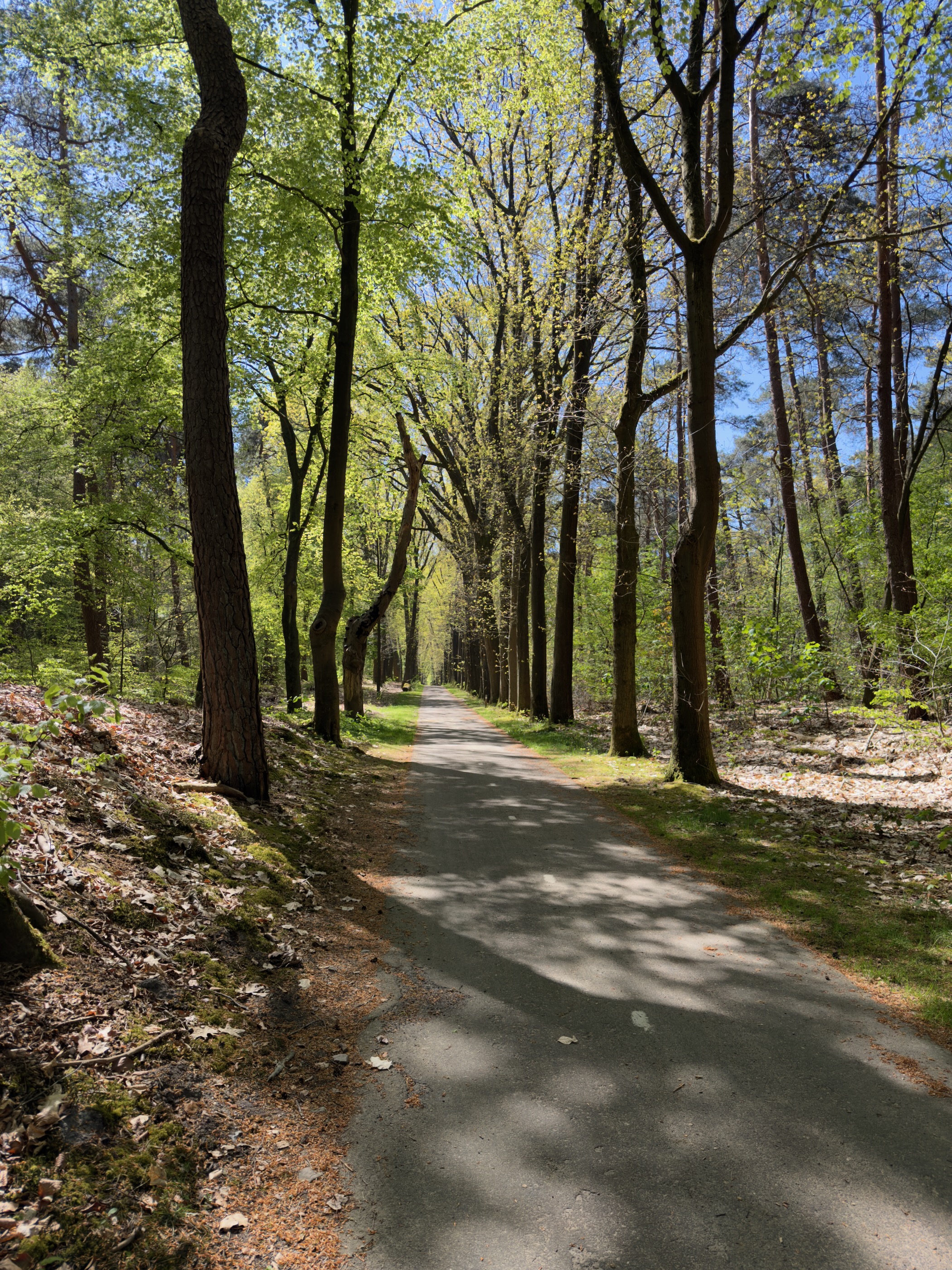 Paved lane shaded by tall trees coming into spring leaf