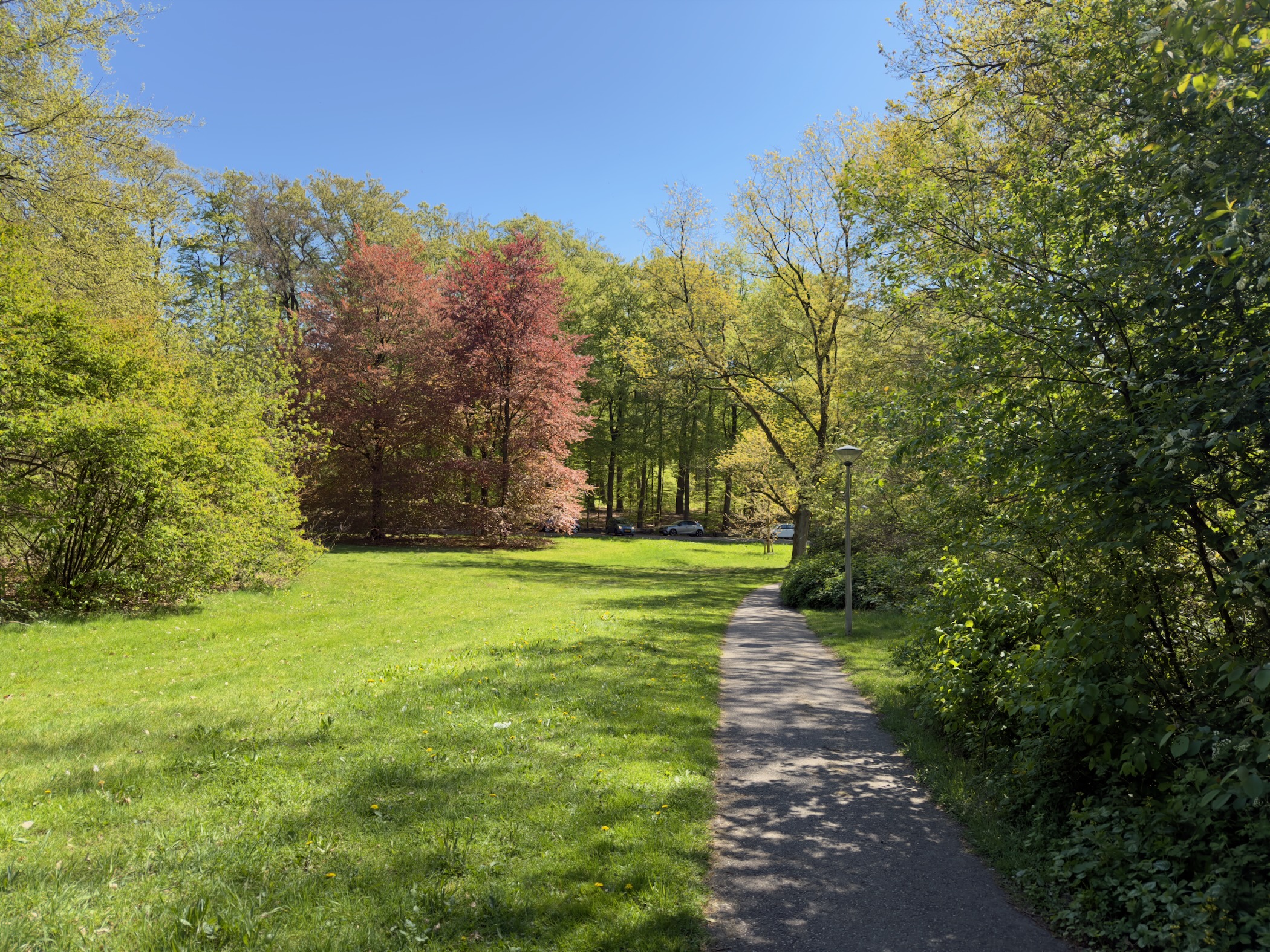 Park path winding past a copper-leaved tree on a bright lawn