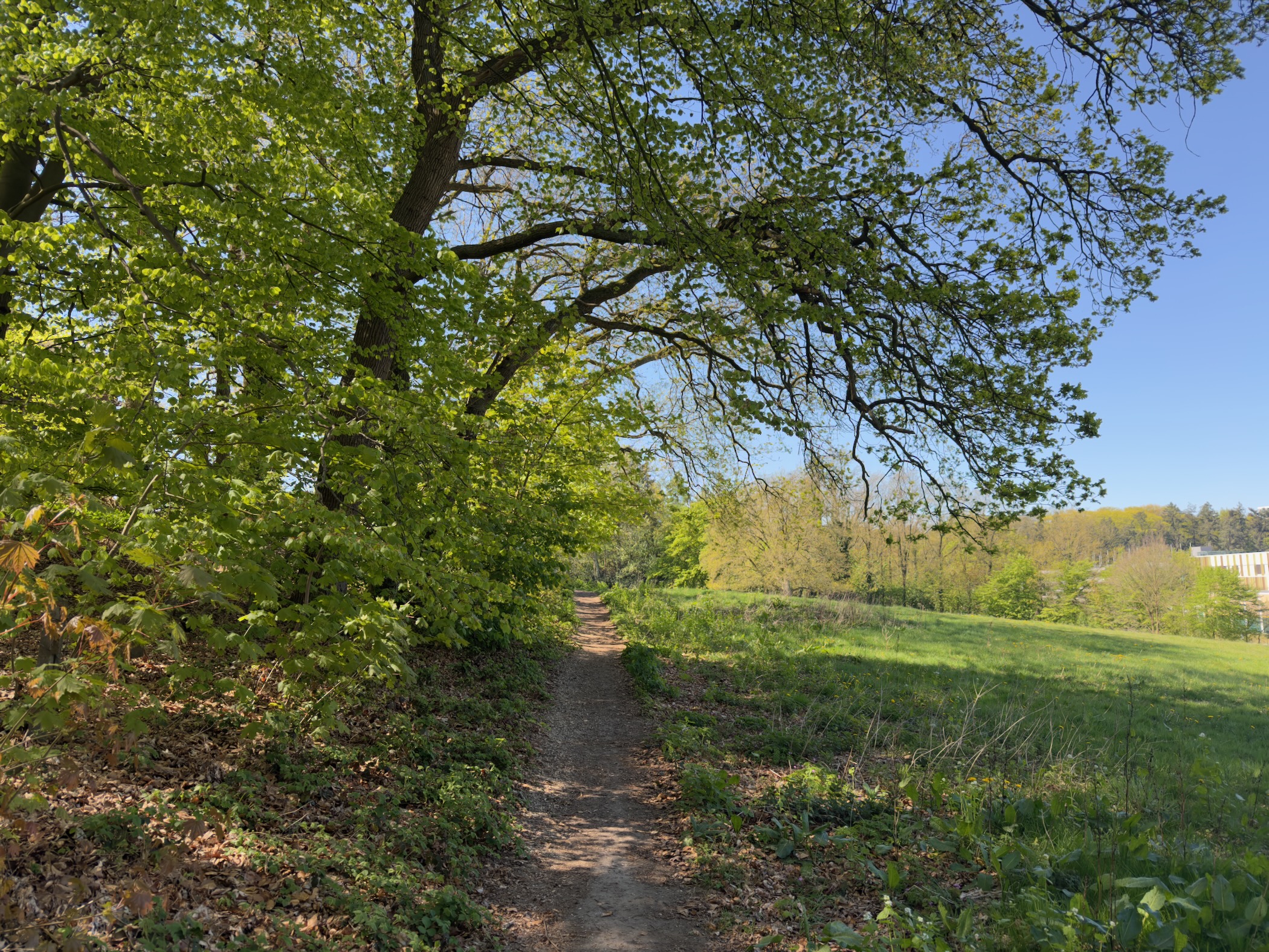 Narrow path beneath a spreading oak with open meadows beyond