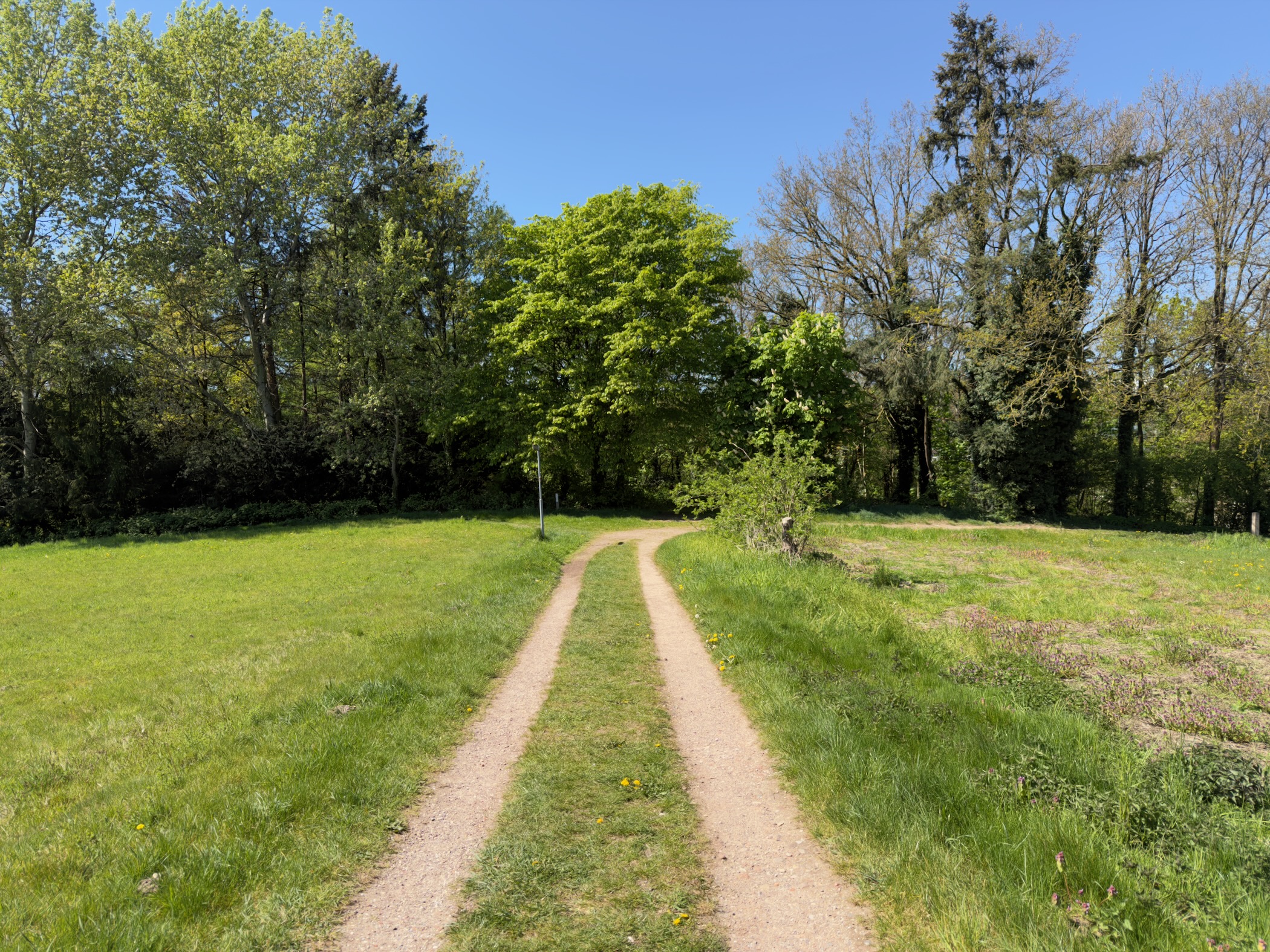 Double-track dirt path crossing a grassy meadow toward a tree