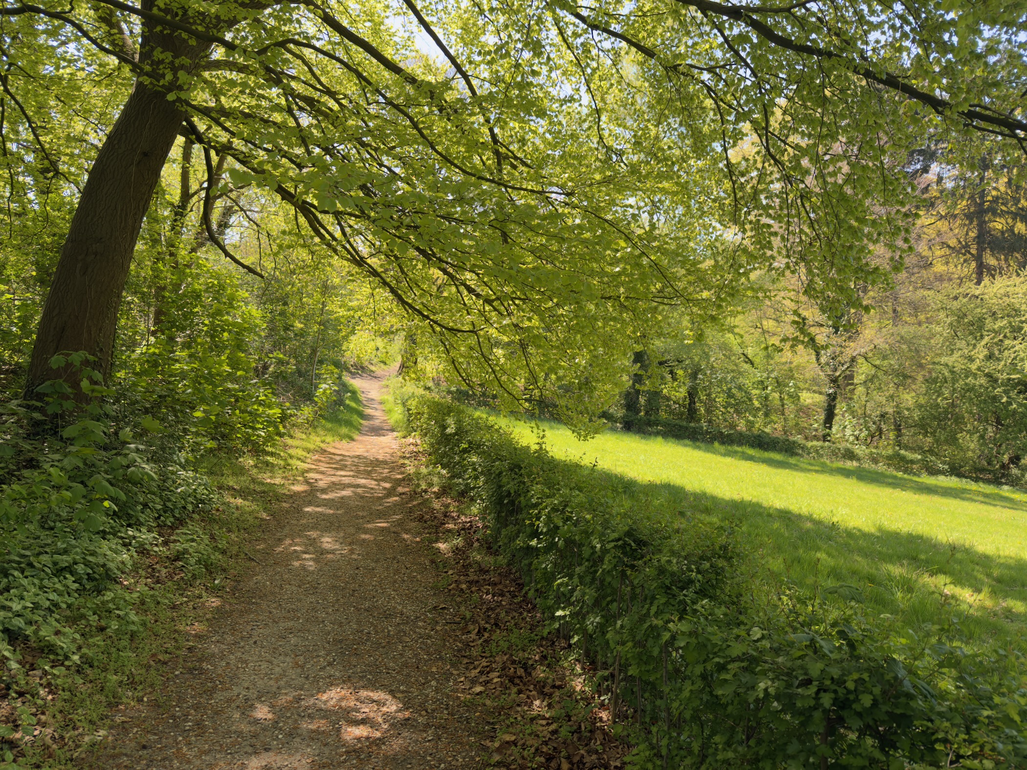 Shaded path beneath overhanging green branches beside a sunlit meadow