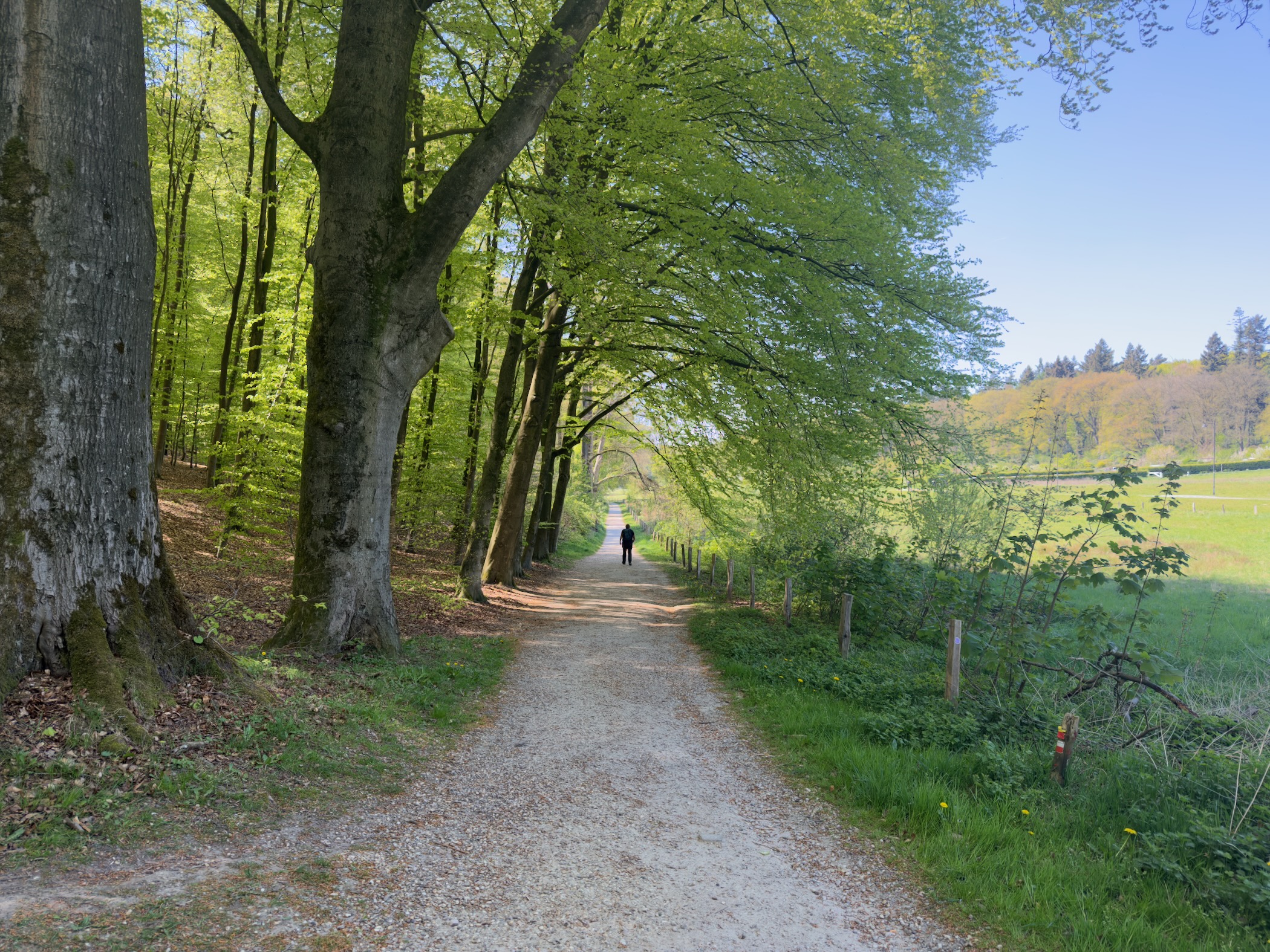 Tree-lined gravel avenue with a distant hiker and green meadow alongside