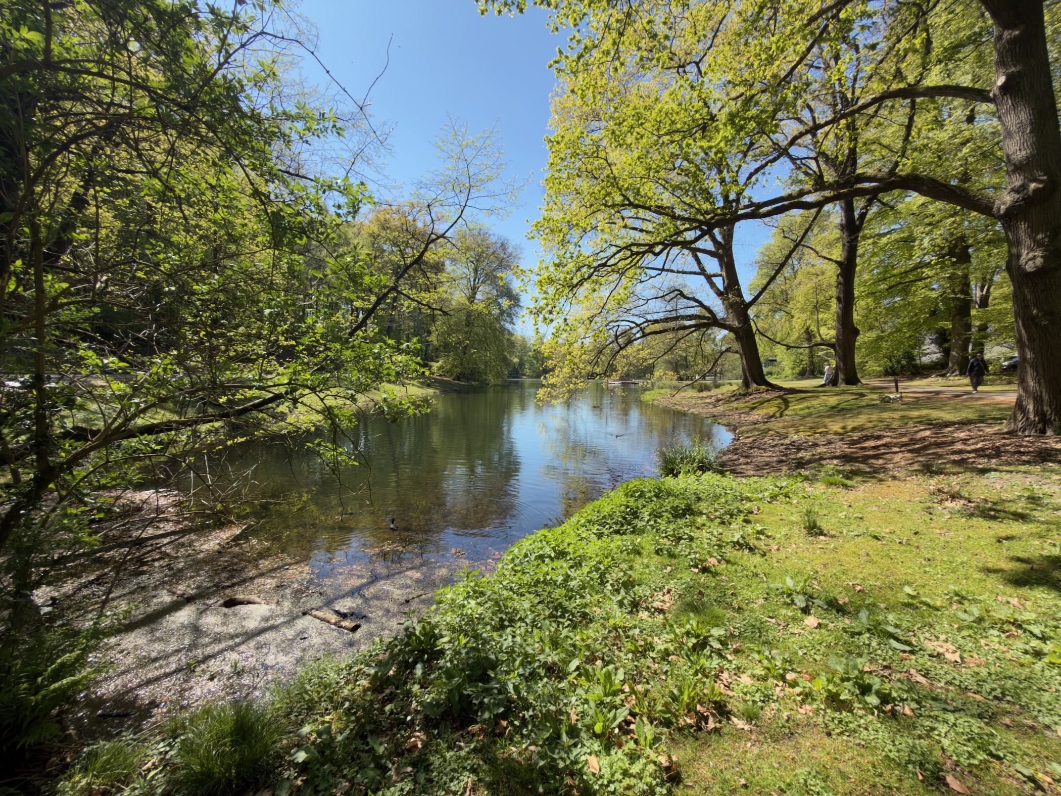 Calm park pond framed by fresh green foliage and overhanging branches