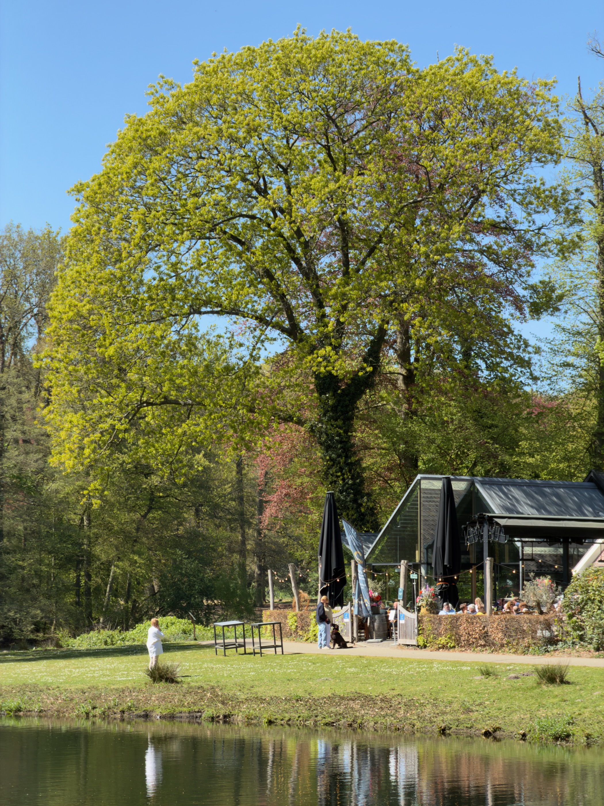 Large tree beside a pond with the Sonsbeek park café pavilion behind
