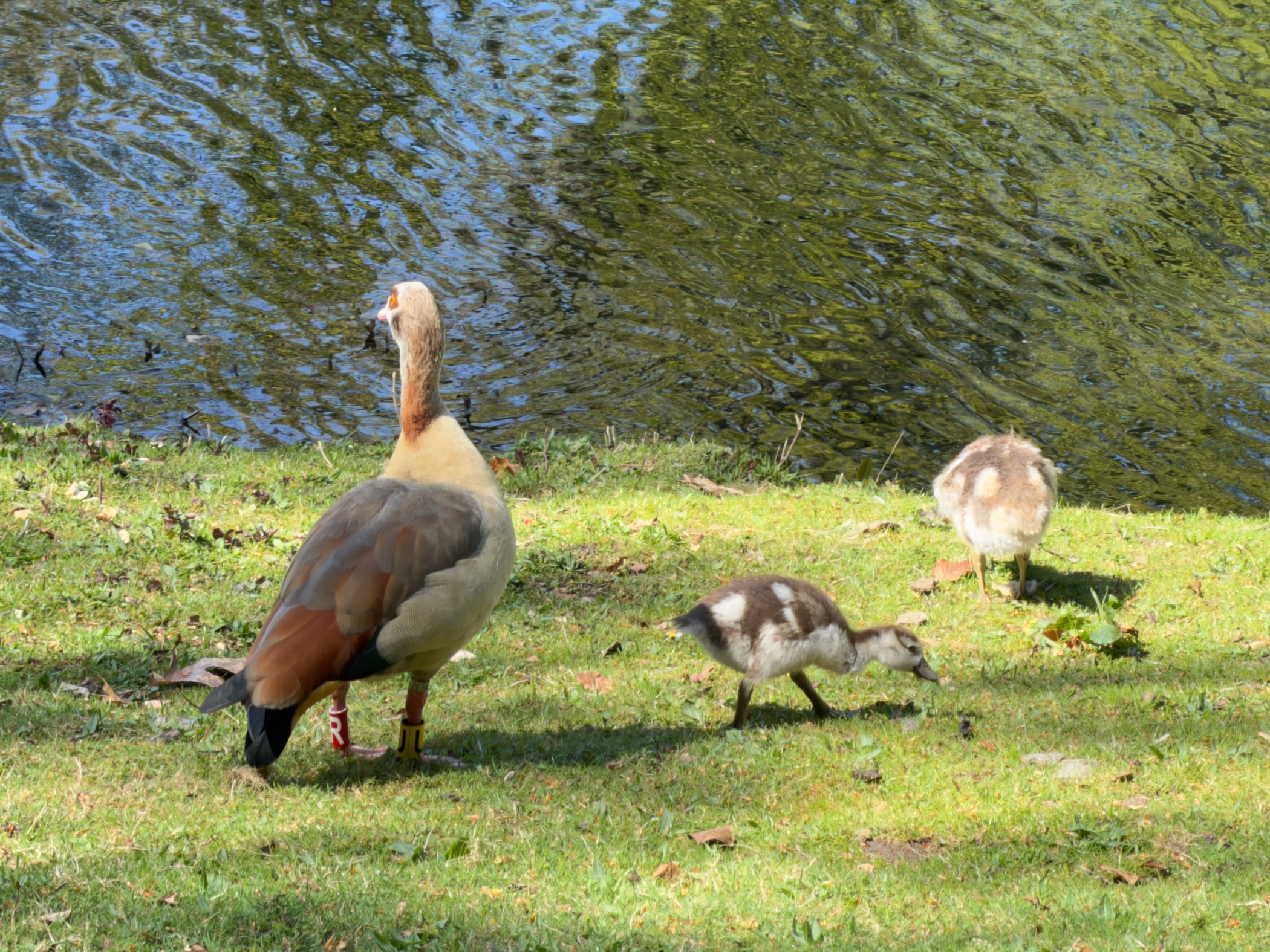Egyptian goose with two goslings on a grassy pond bank