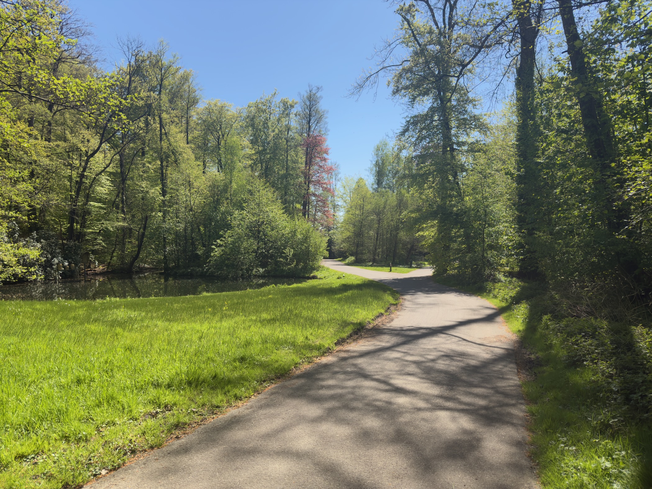 Paved park path curving through woodland with a pond to the left