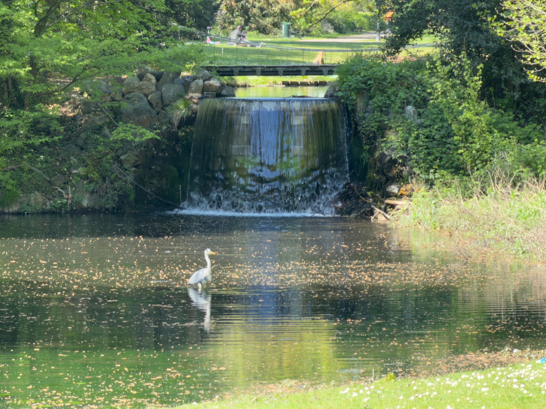 White egret standing in a pond below a small waterfall in Sonsbeek park