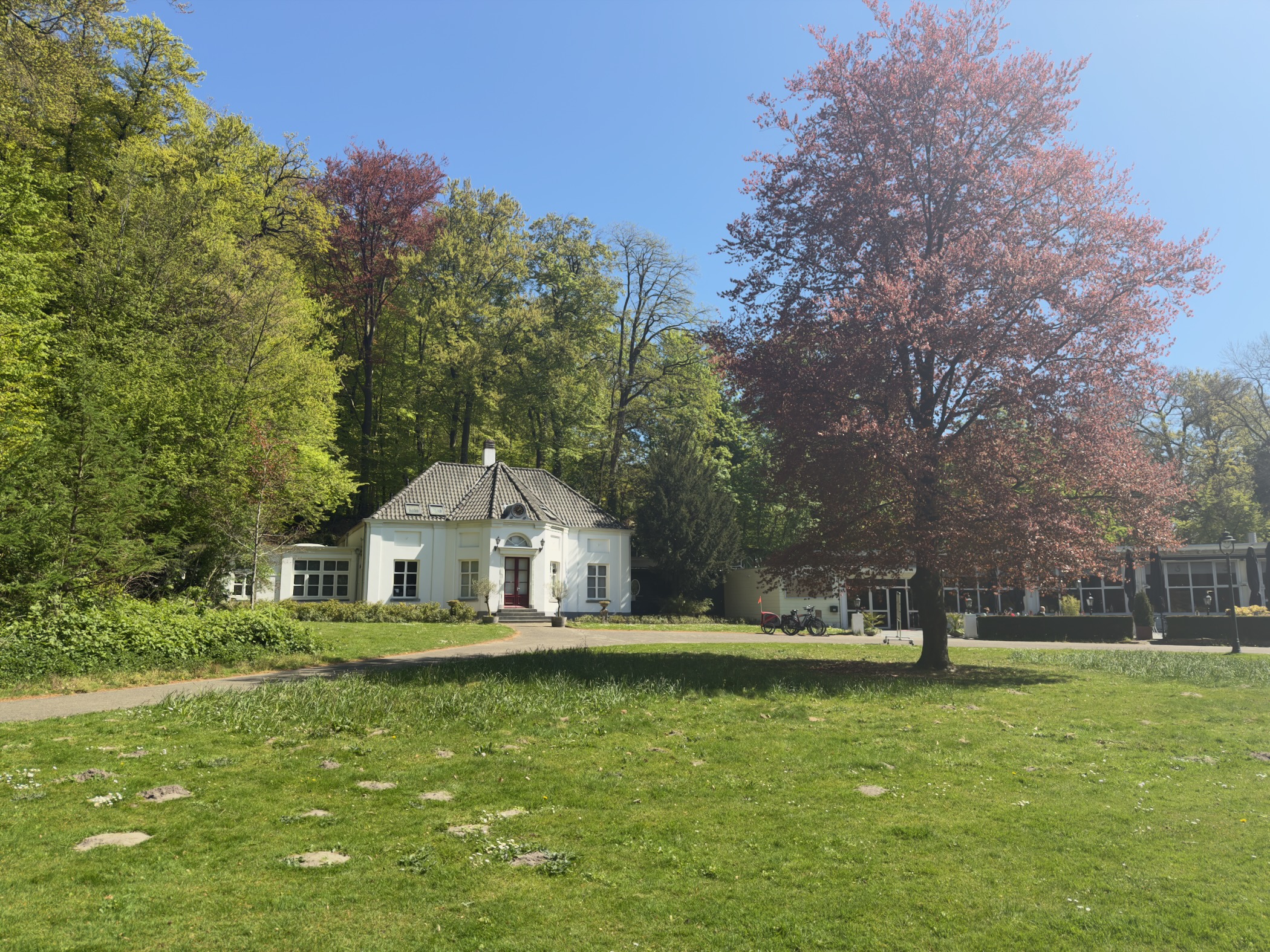 White park villa on a lawn beside a pink-flowering cherry tree