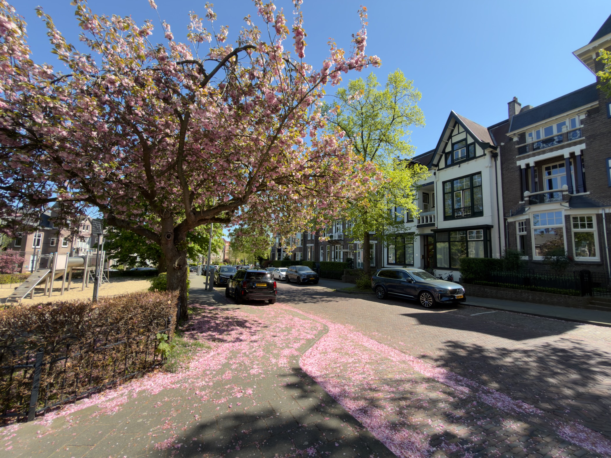 Arnhem street strewn with pink cherry blossom petals in front of Dutch townhouses