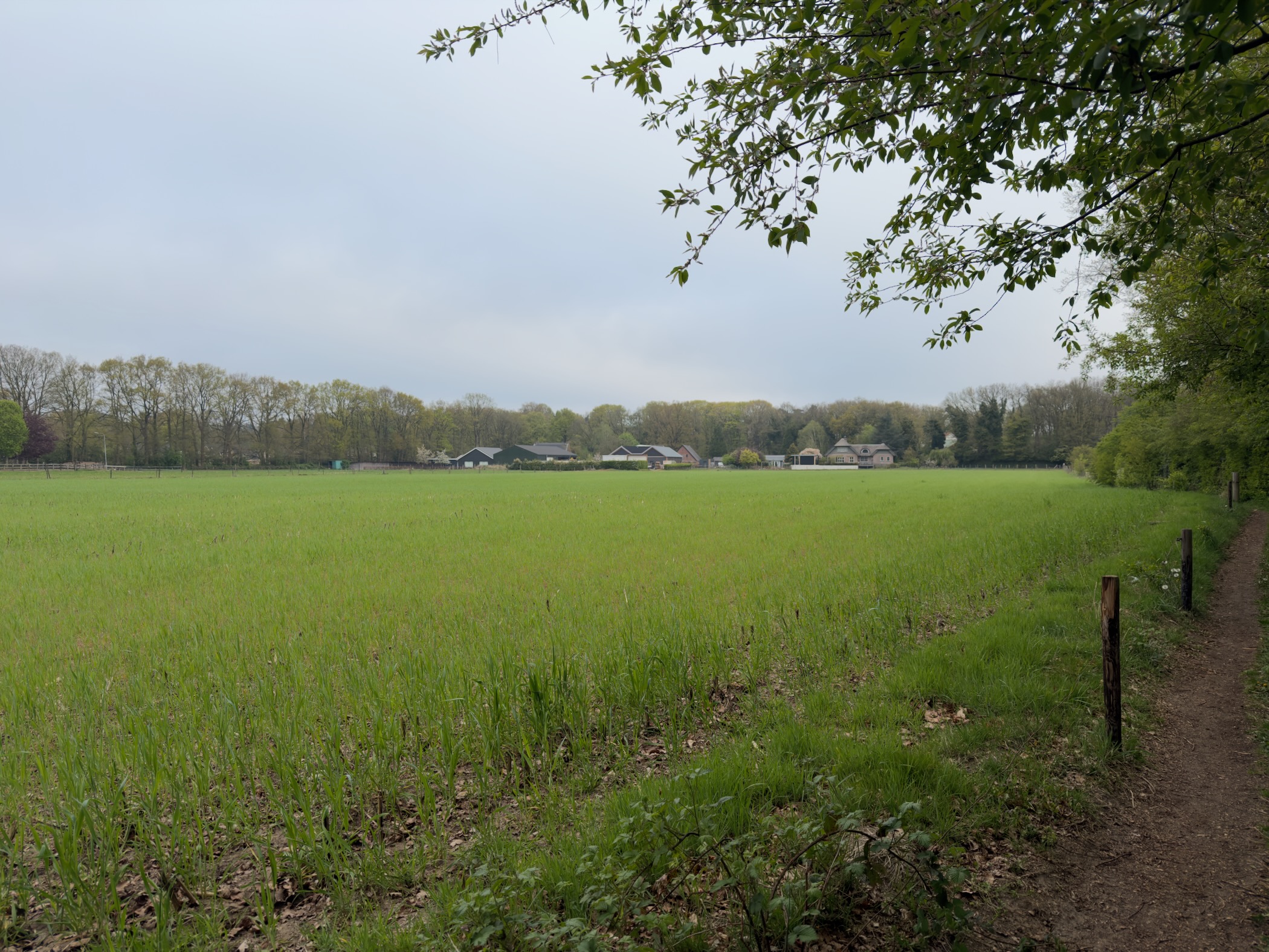 Grassy field edge with distant farmhouses and tree line under a grey sky