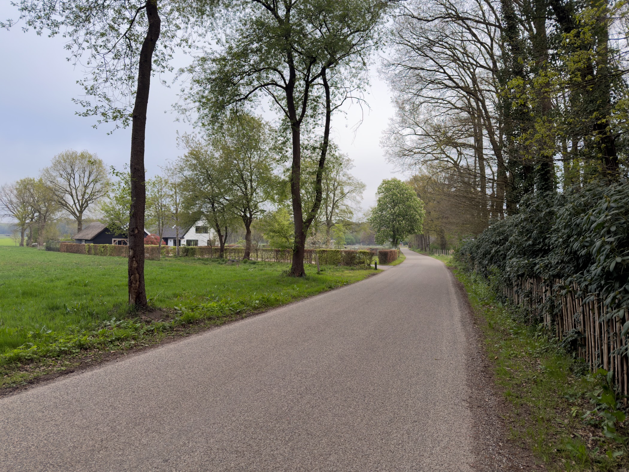 Quiet rural lane passing a white farmhouse with willows and hedge alongside